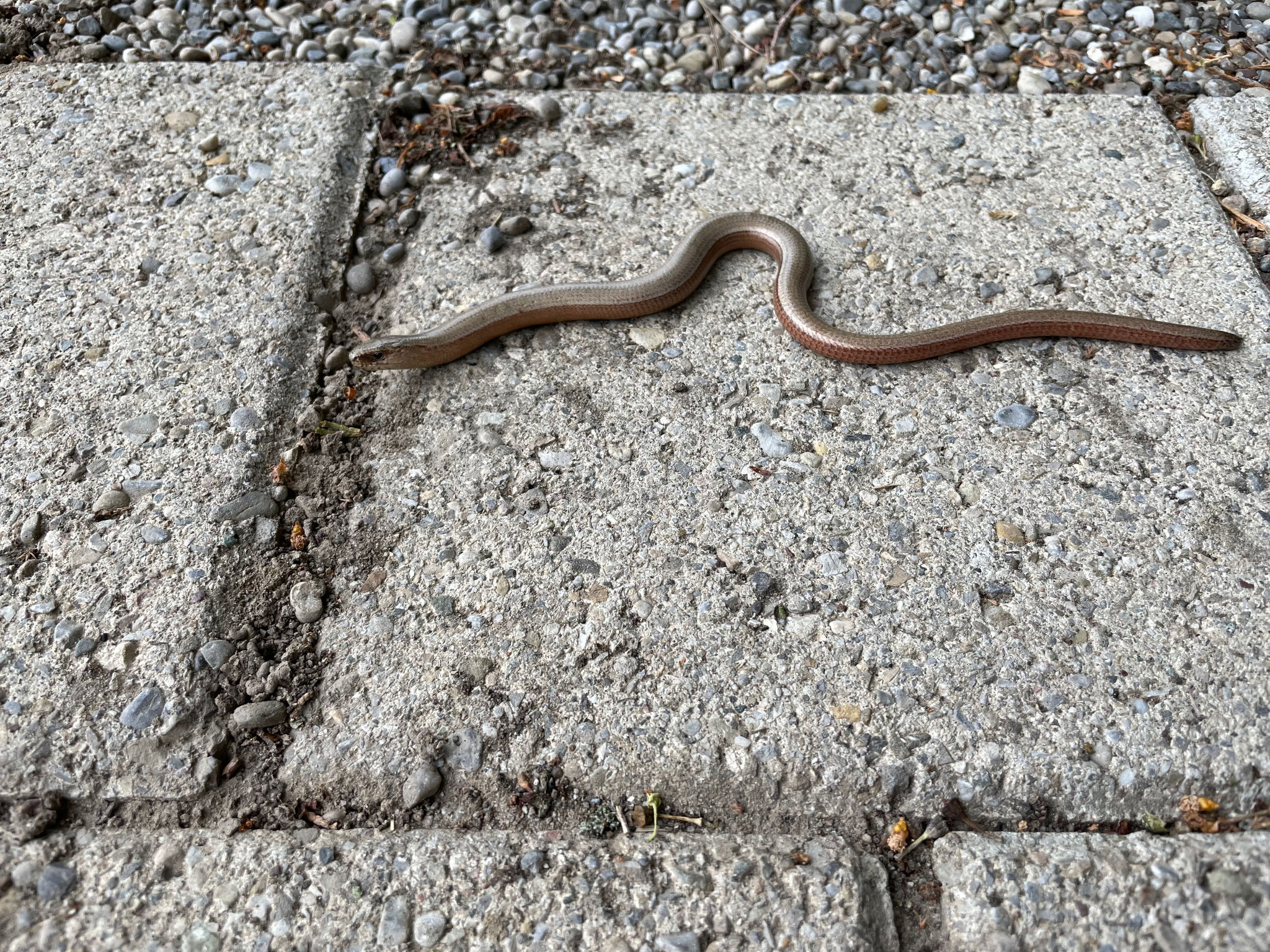 Blindschleiche