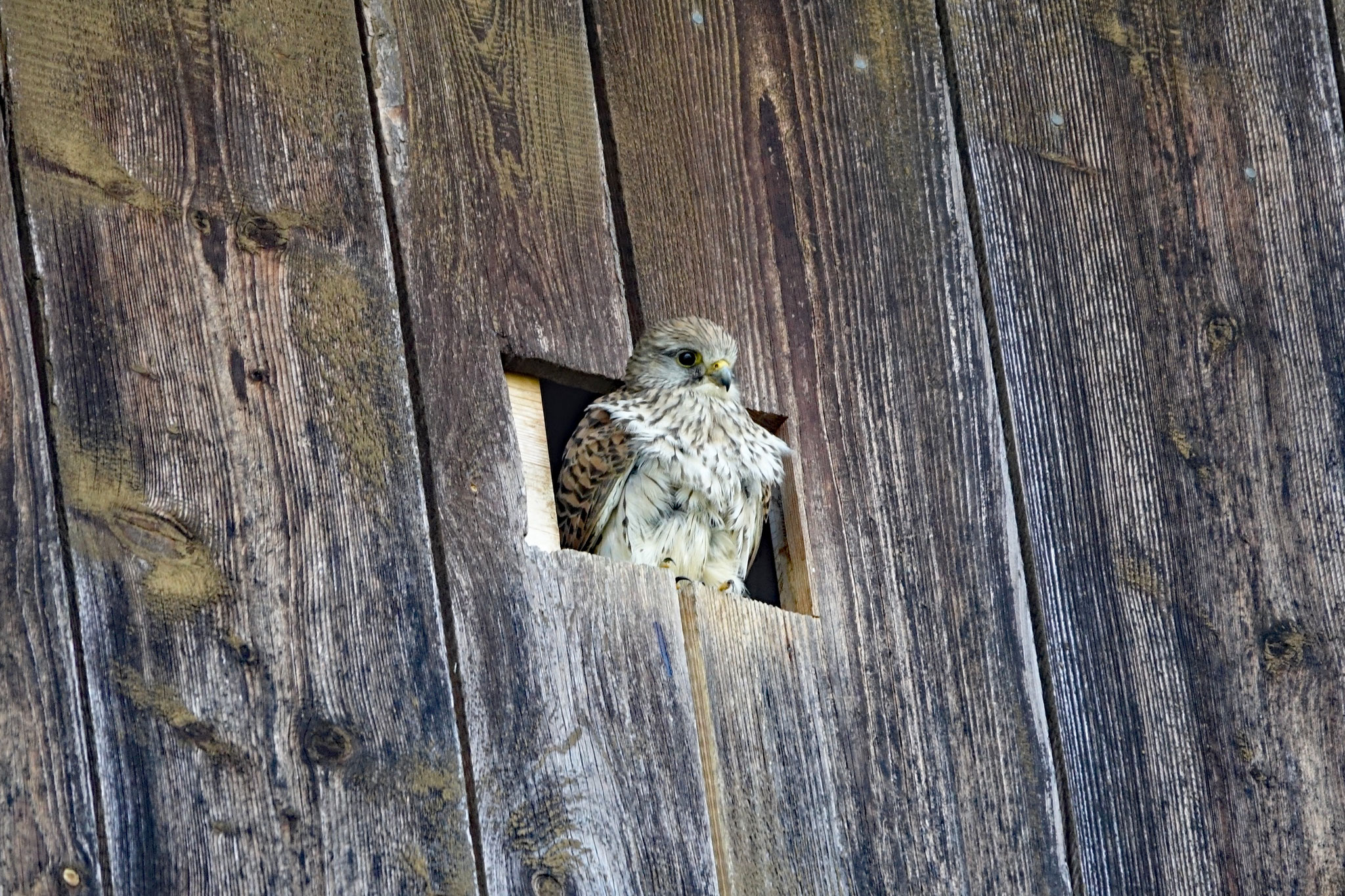 Turmfalke