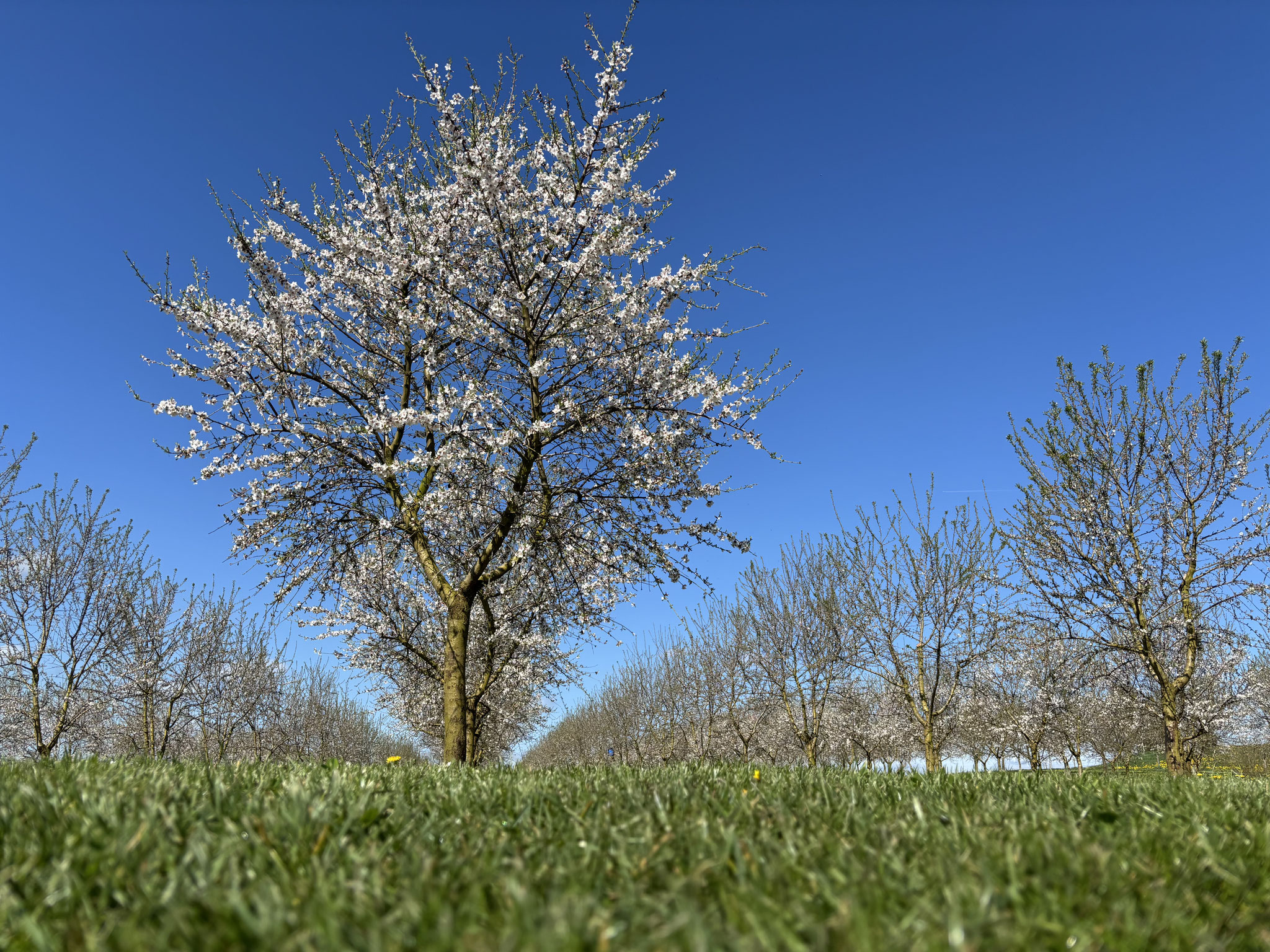 Mandelblüte