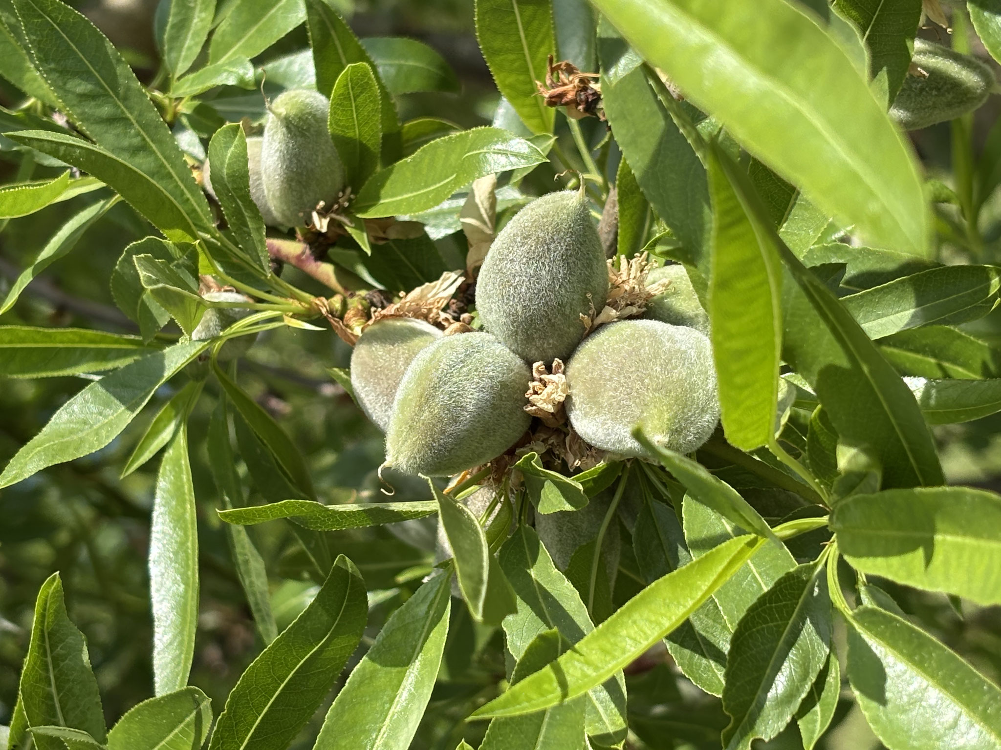 Frischmandeln