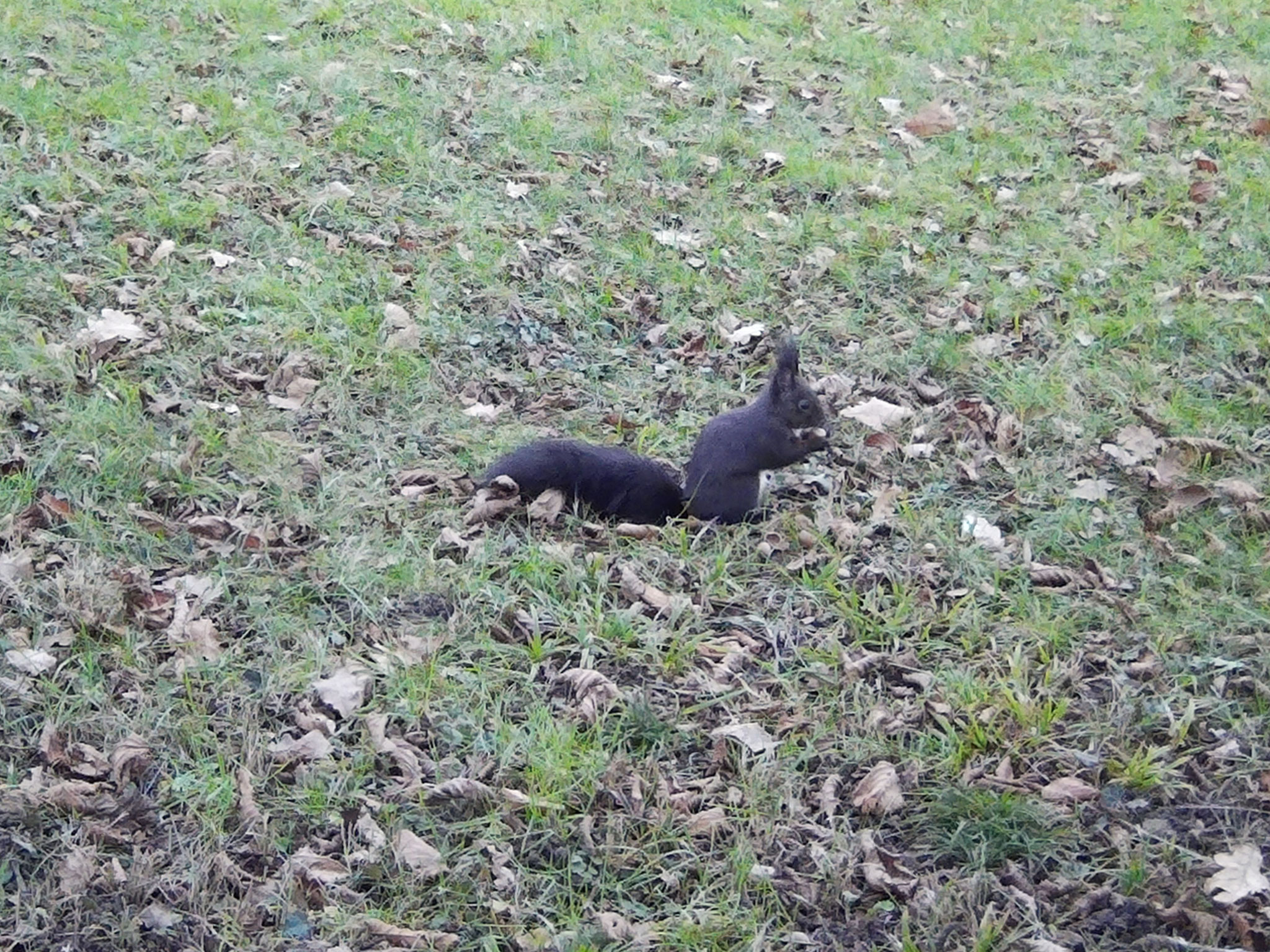 Eichhörnchen