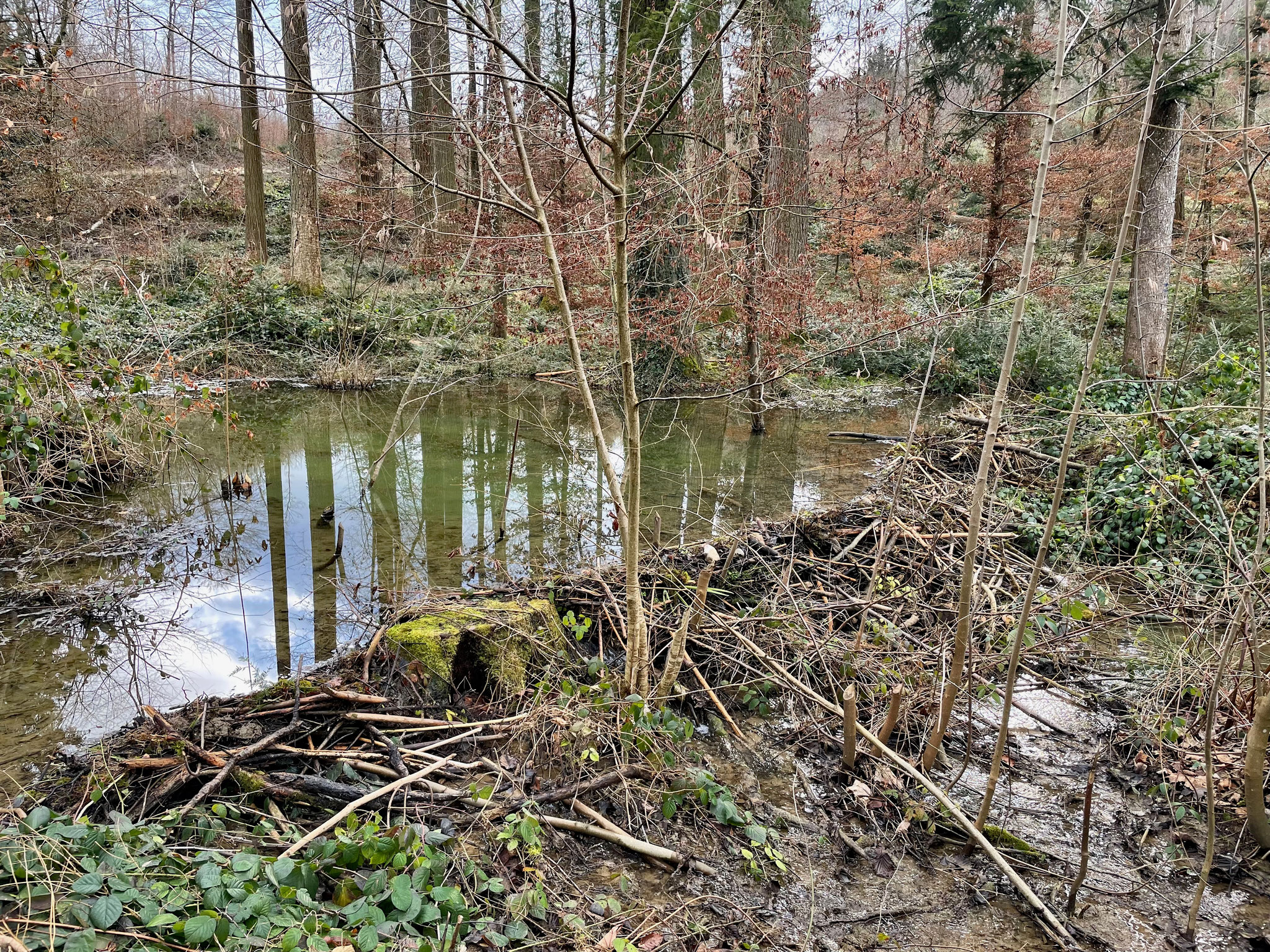 Biberdamm im Hardwald