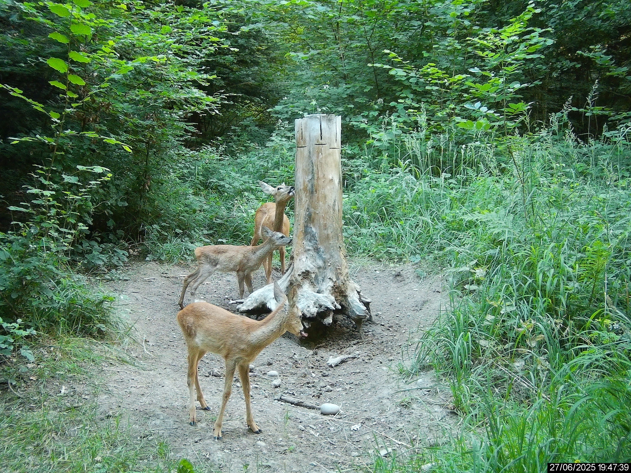 Reh mit zwei Kitzen an Salzlecke