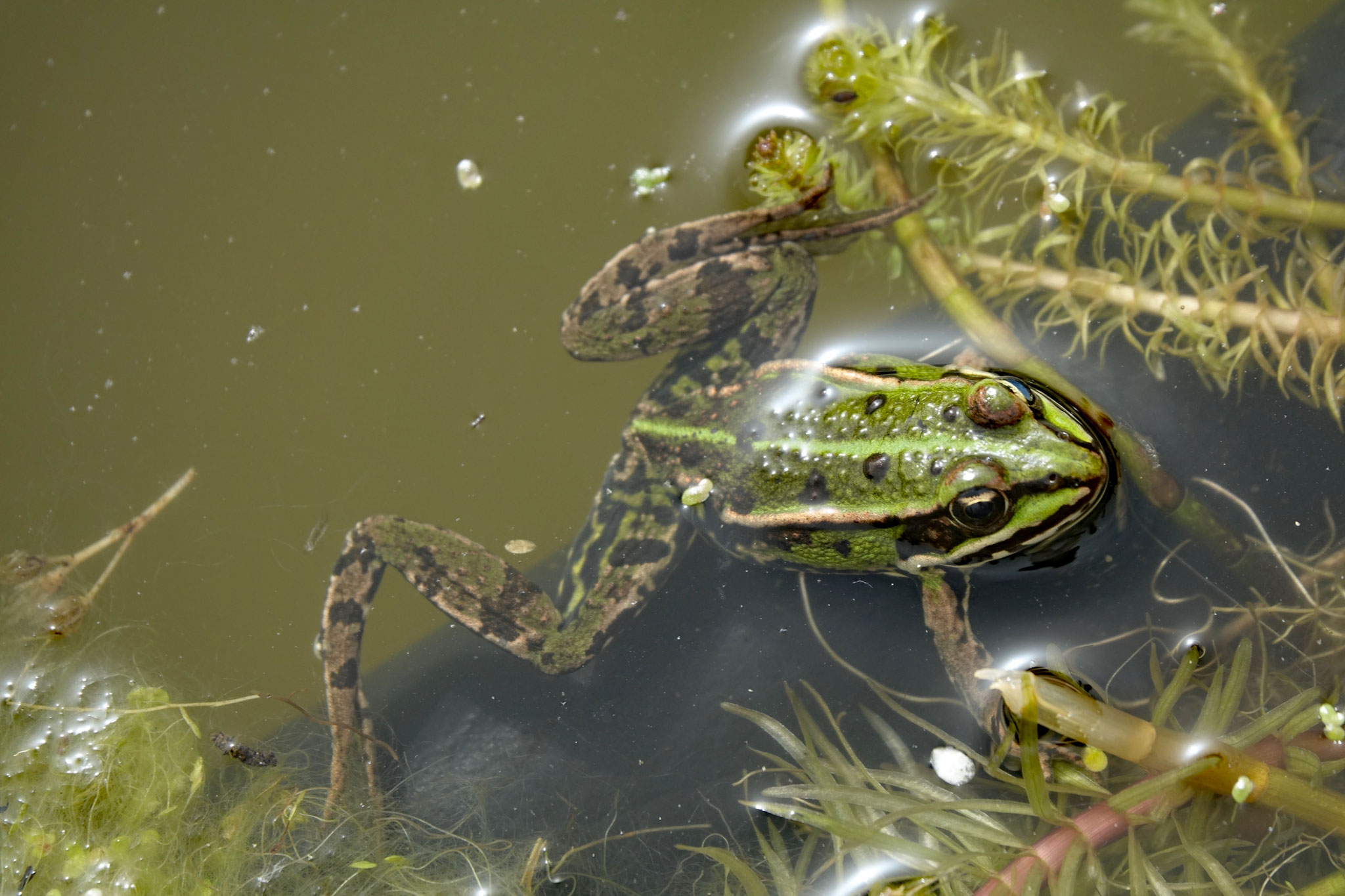 Wasserfrosch