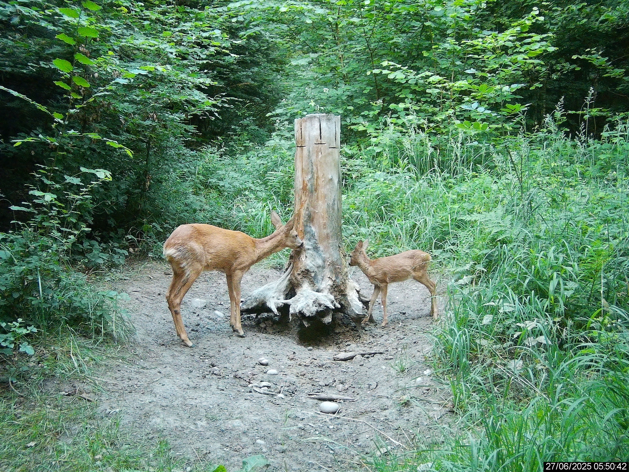 Reh mit Kitz an Salzlecke