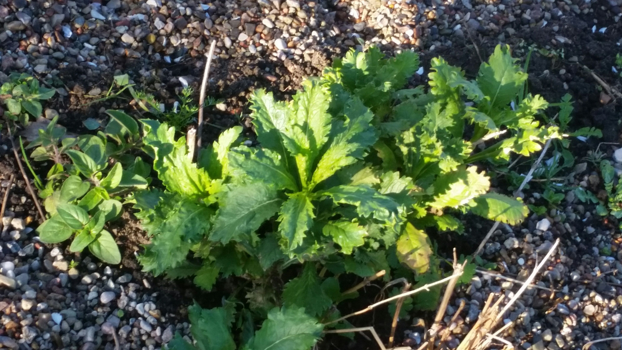 vielleicht Mohn der sich ausgesät hat?....