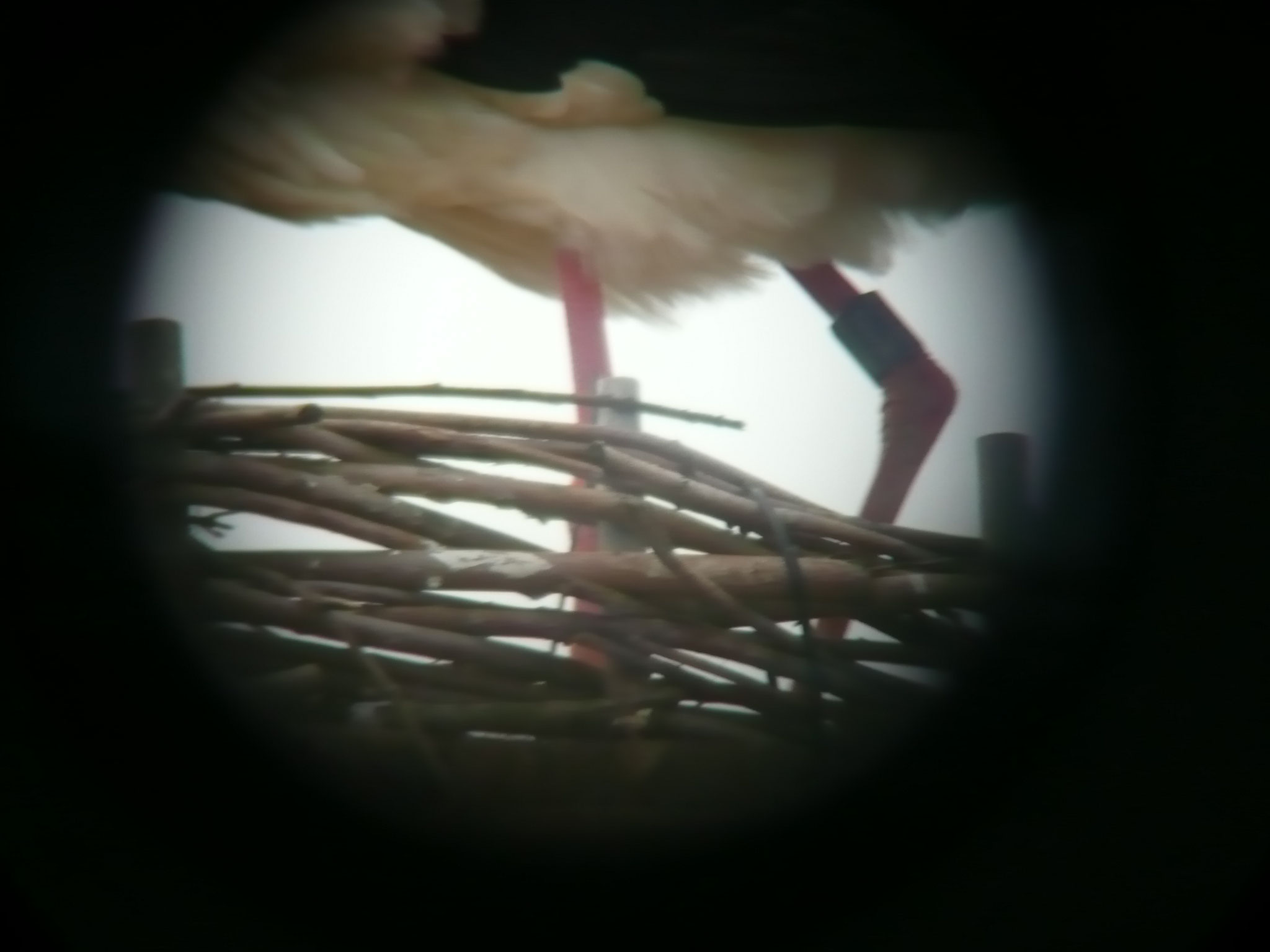 Der erste Ringstorch auf dem Kirchennest, Josef.