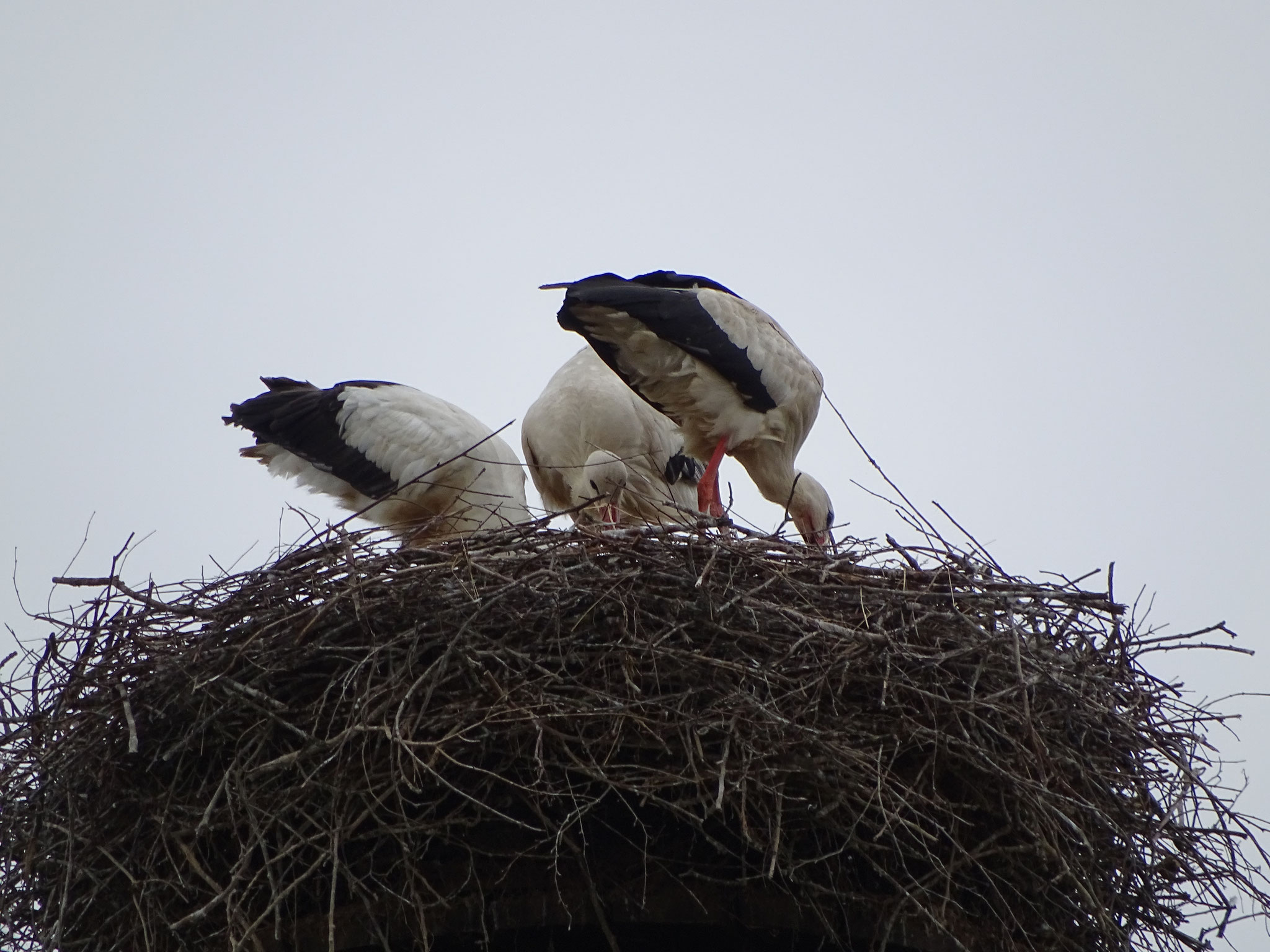 Junior Pedro ist schon eine große Hilfe.  Foto: Ulrike Mose