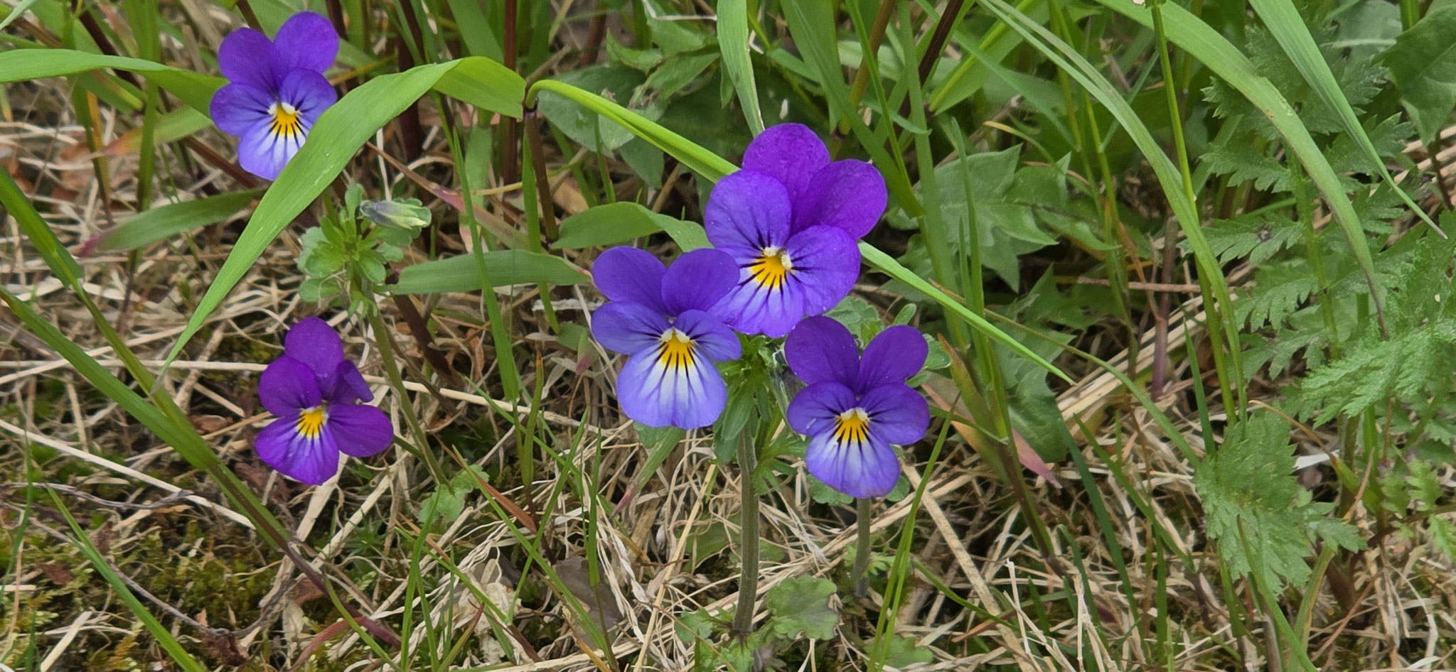 Noch ein paar Blomster
