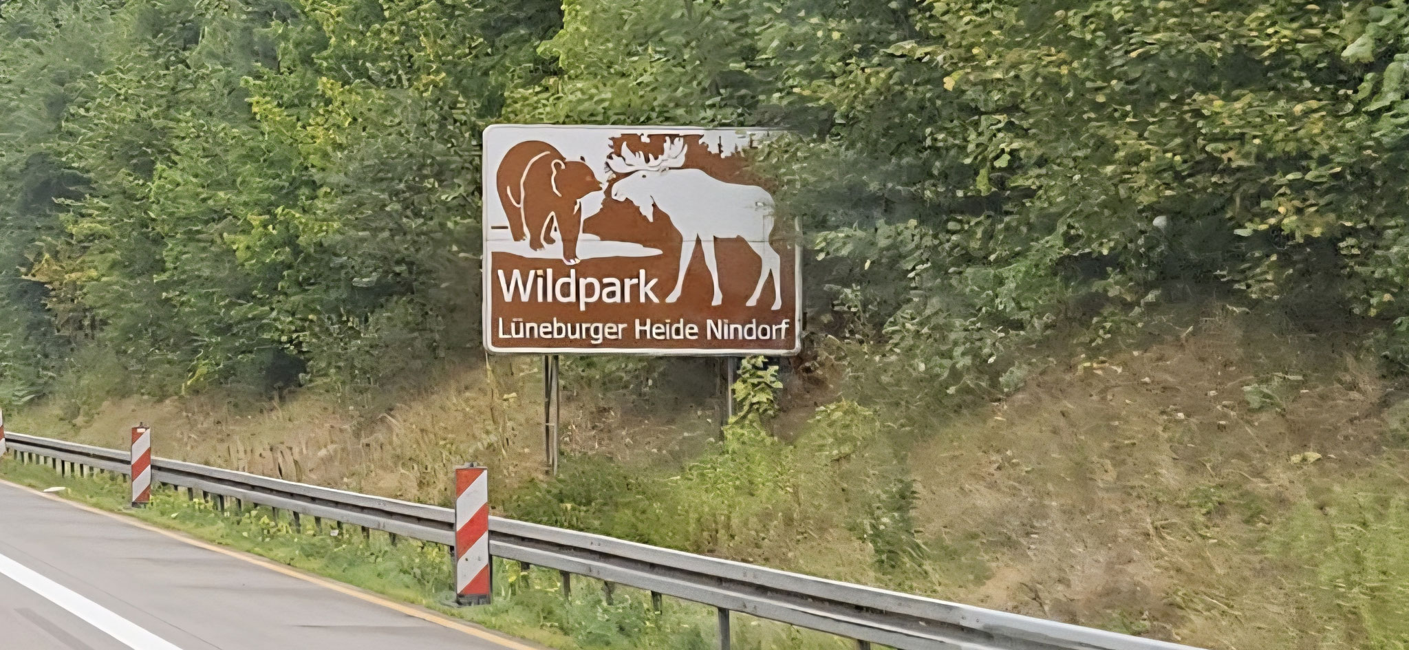 ...und dann sehen wir auch schon den ersten Fast-Elch