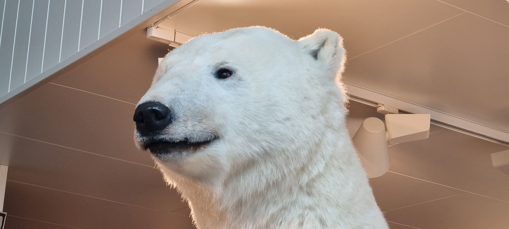 Hallo Isbjørn