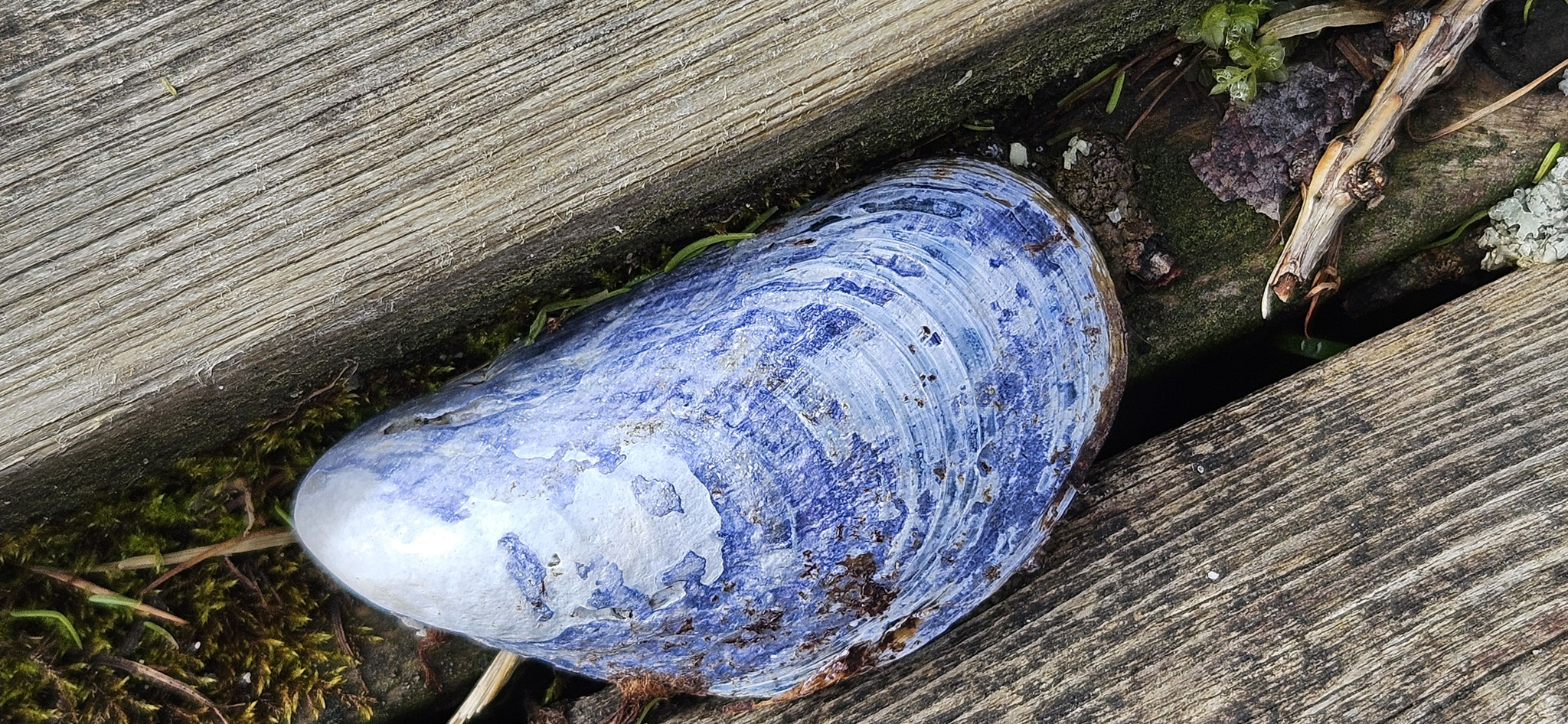 ...finden Muscheln...