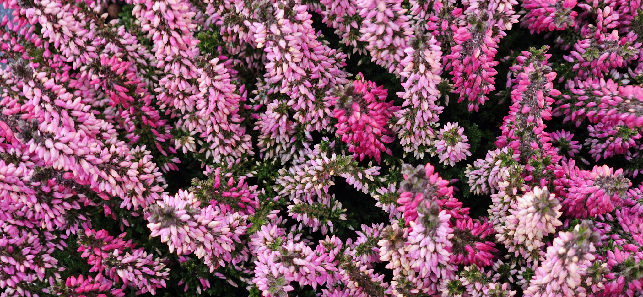 Ein bisschen Farbe