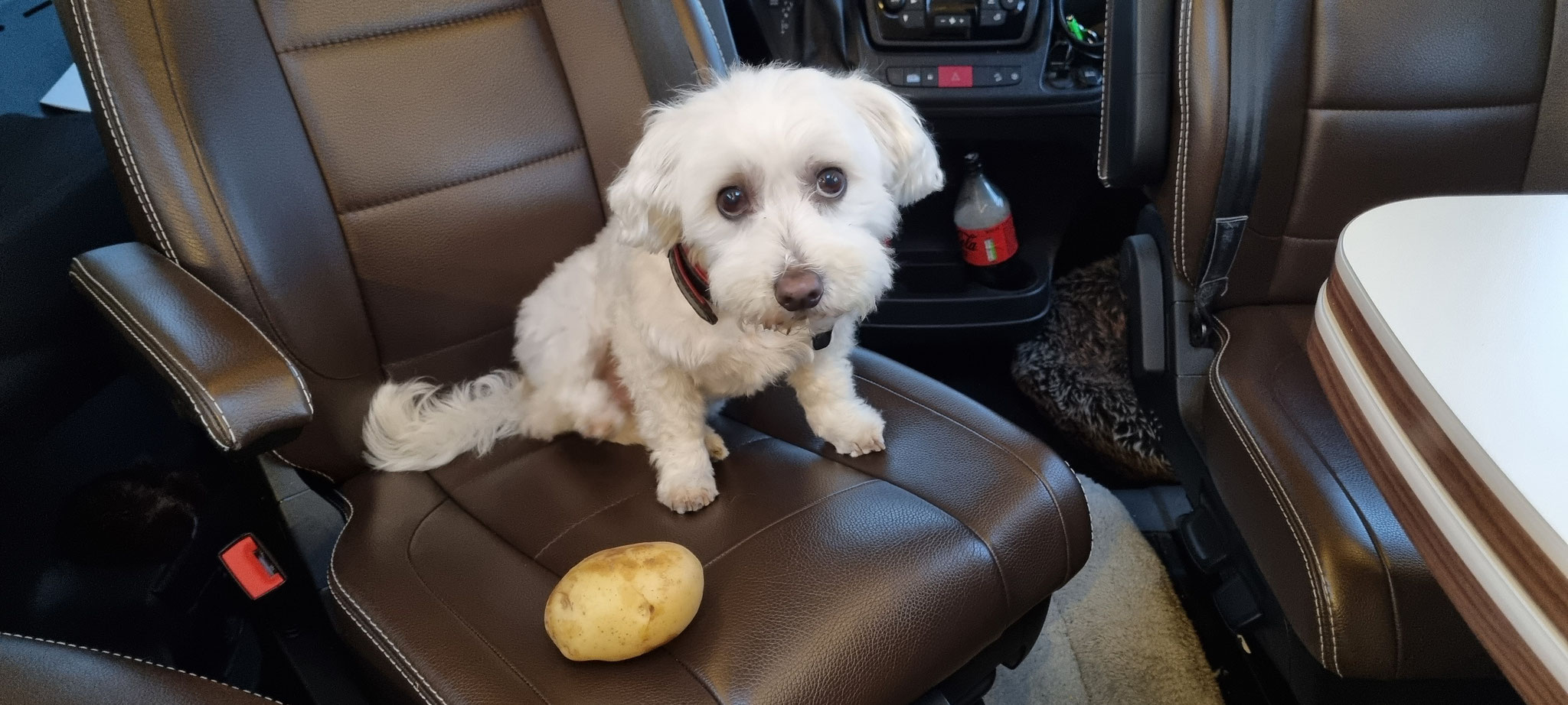 Was soll ich mit der riesigen rohen Kartoffel Mama???