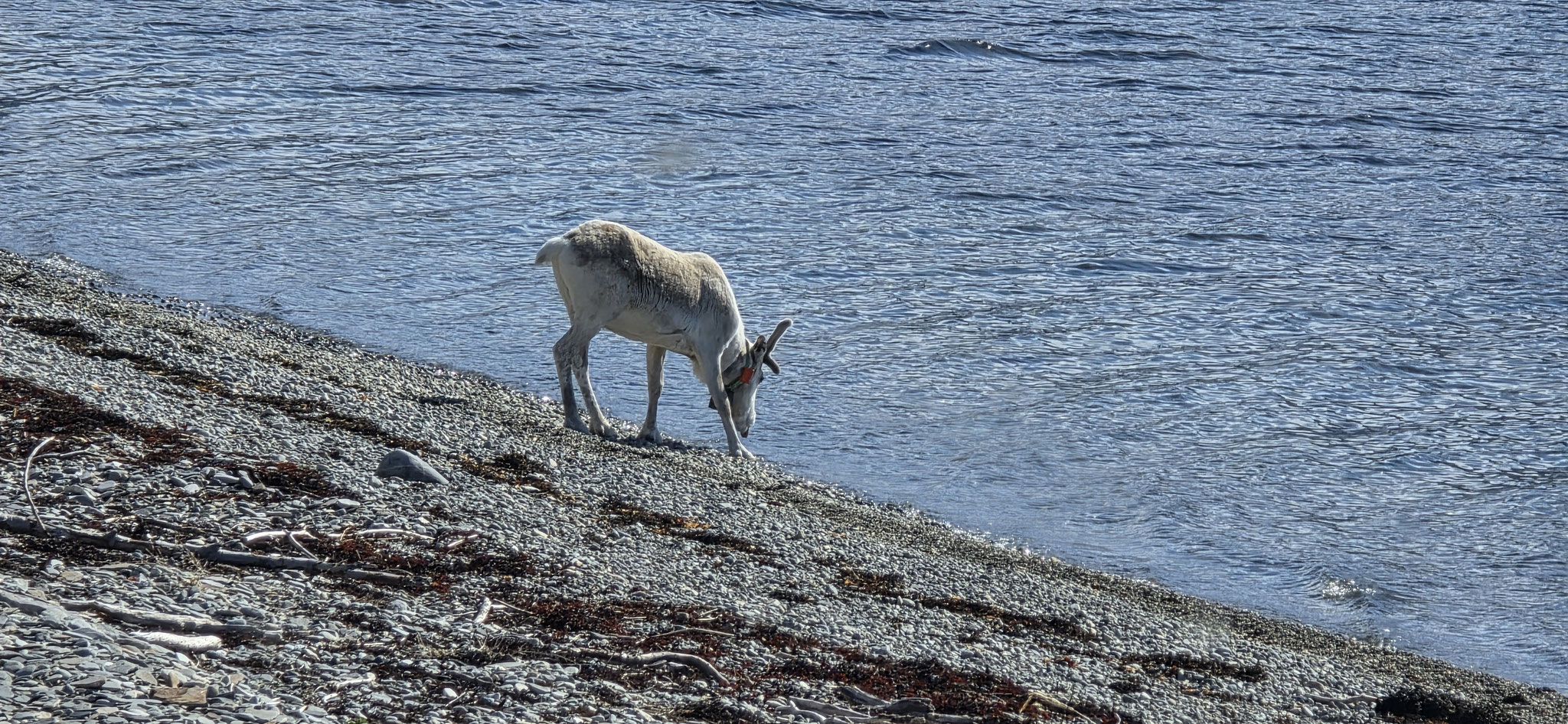 Rentier am Fjord...