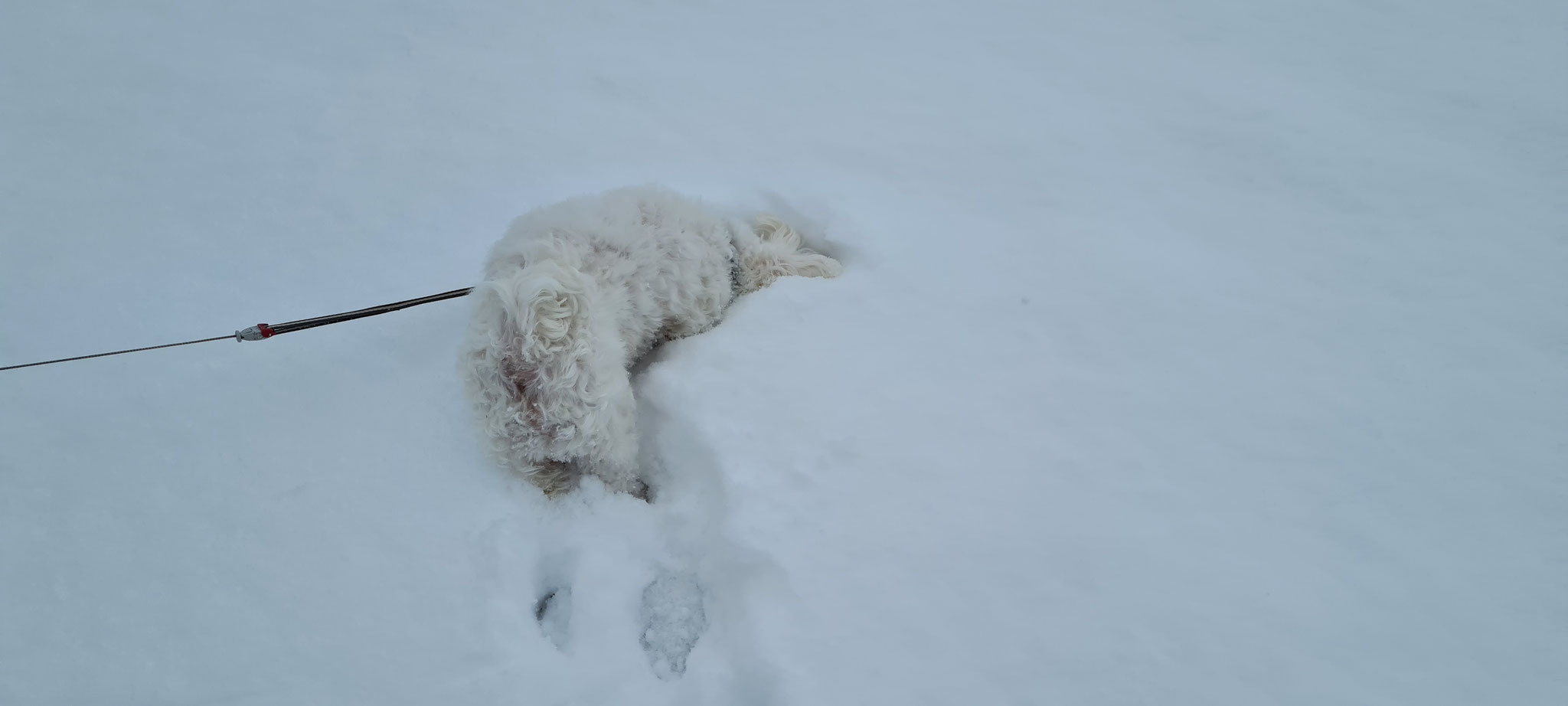 Neue Spezies entdeckt: Der Schneetaucher