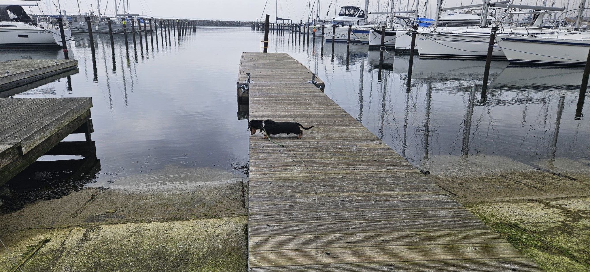Mutig auf den Steg und dann ängstlich ins Wasser gucken