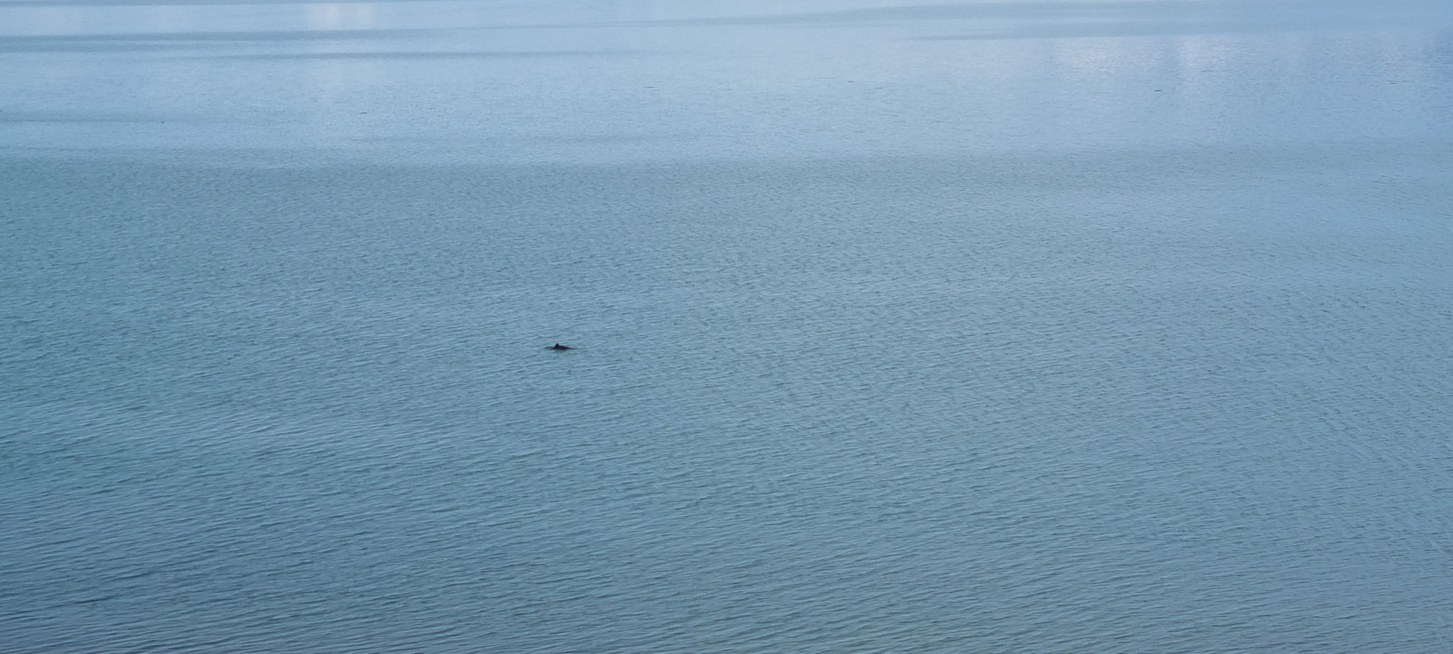 Wir haben einen Delphin oder Zwergwal gefunden!!!