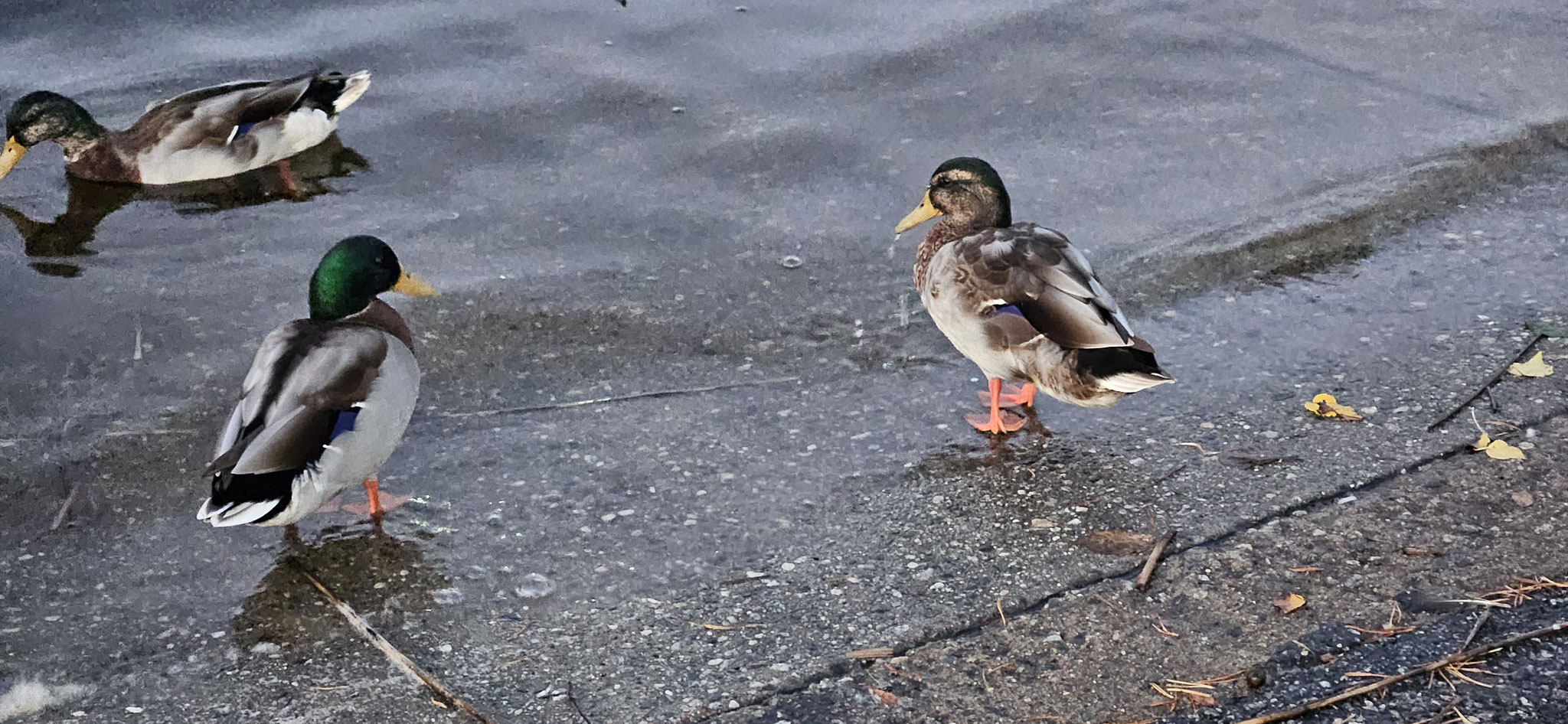 ...was ihr gerne hättet