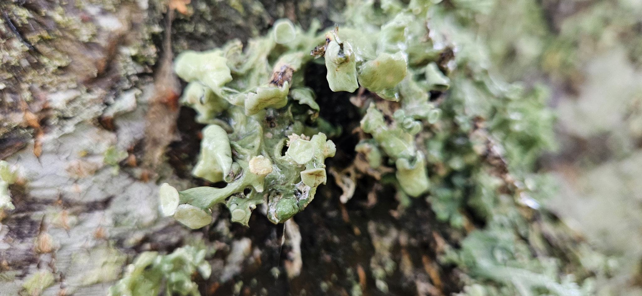 ...aber wo sind die Elche