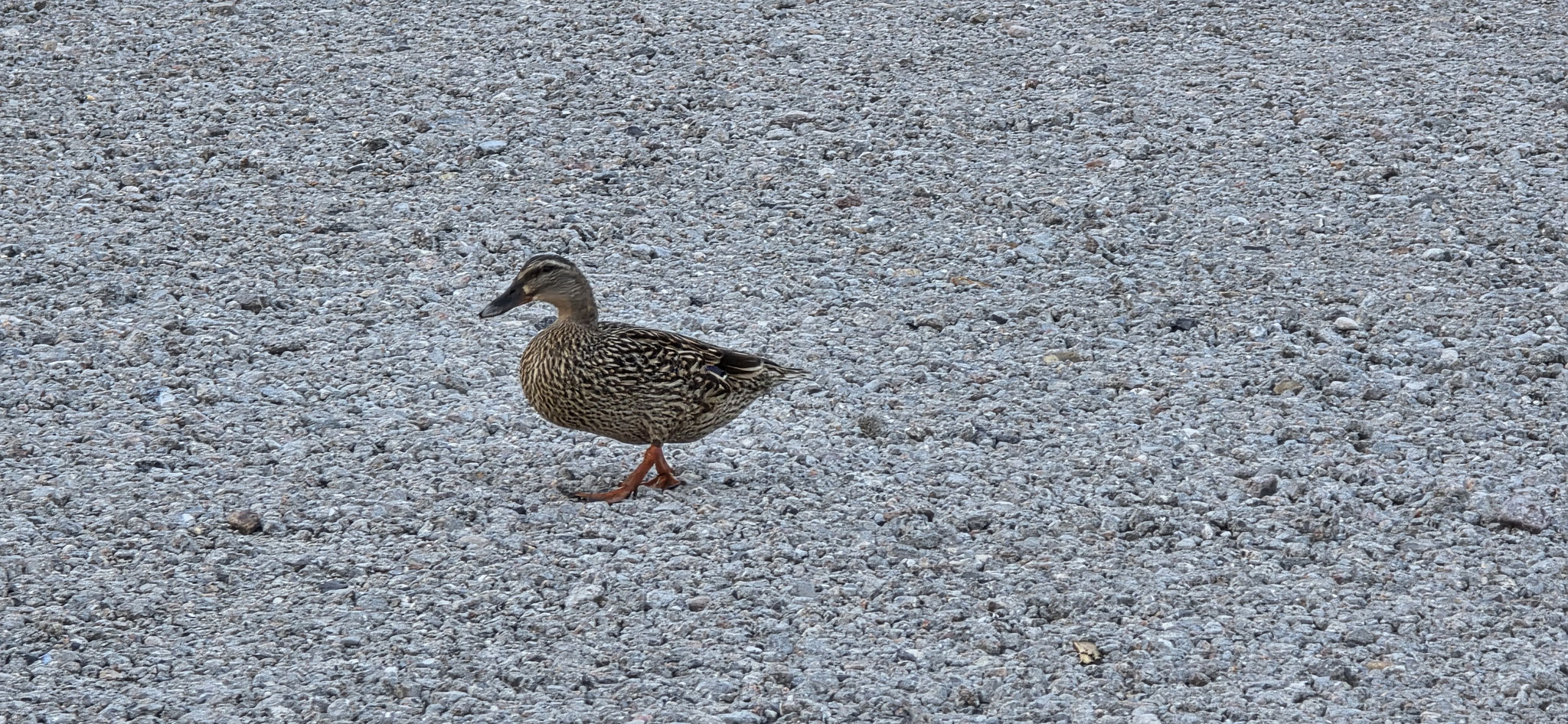 Frau Ente besucht uns zum Abschied 