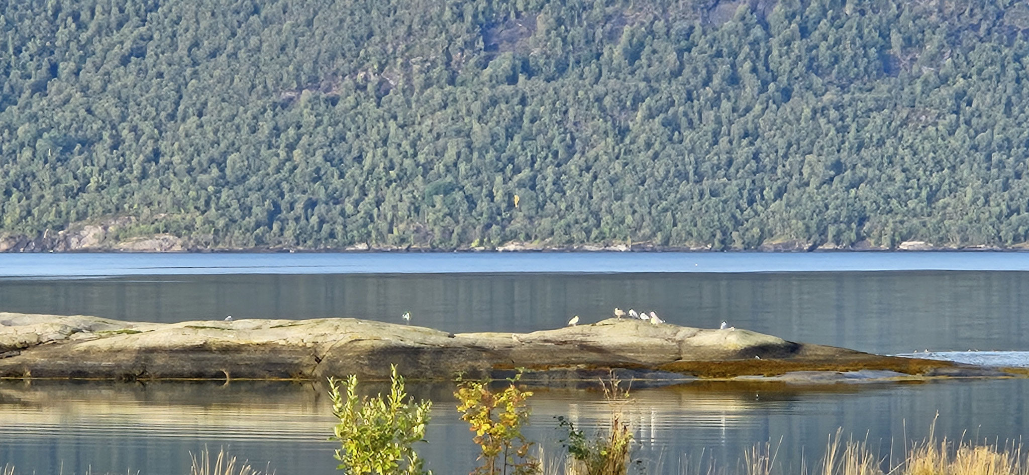 Möwen auf dem Felsen im Hafen