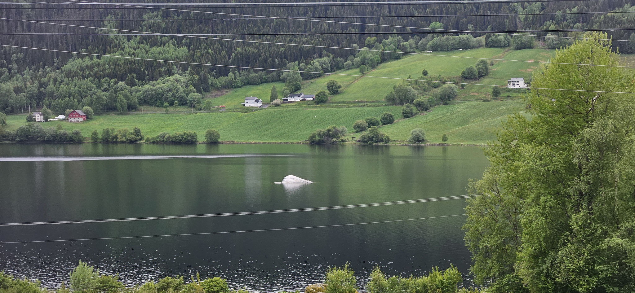 Moby Dick auf Besuch im See?