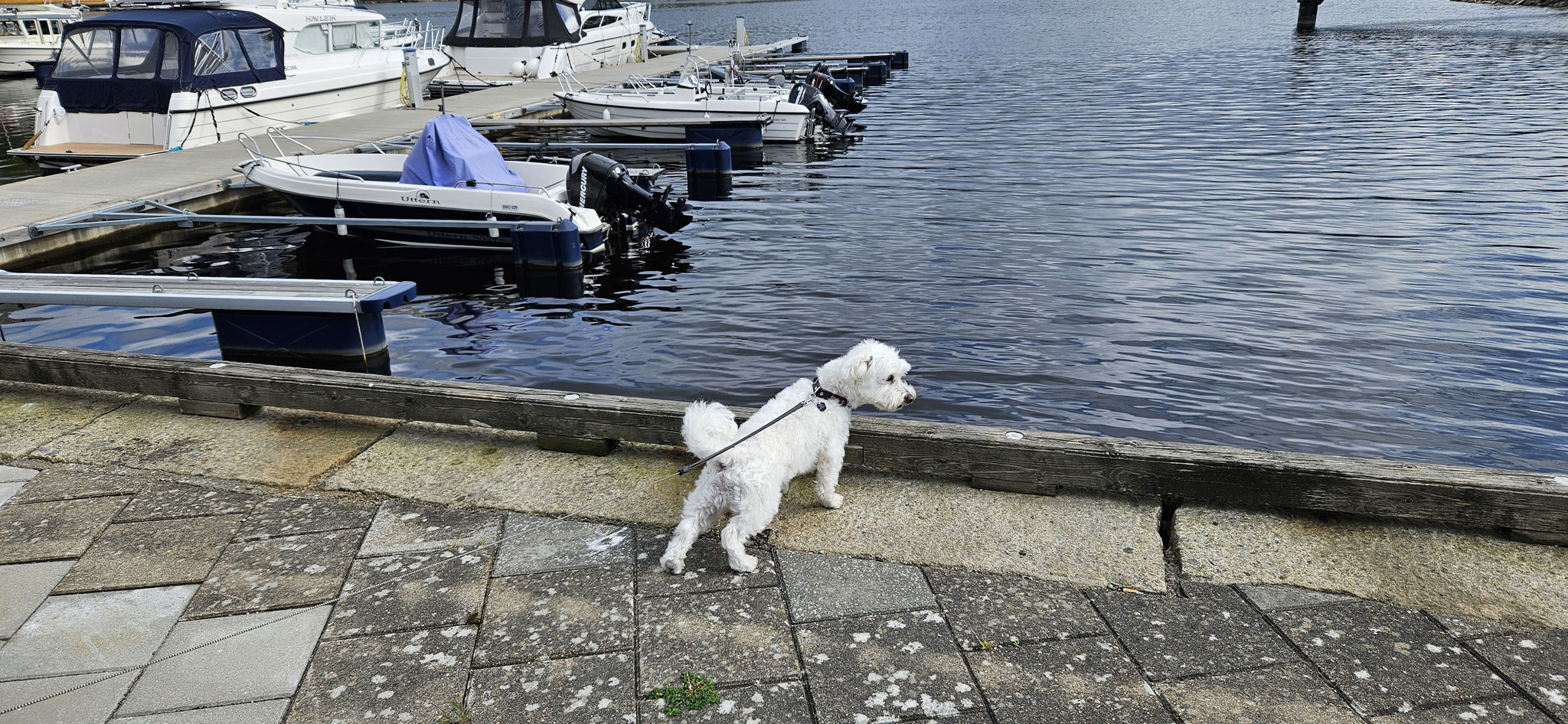 Und wieder guckt einer ins Wasser