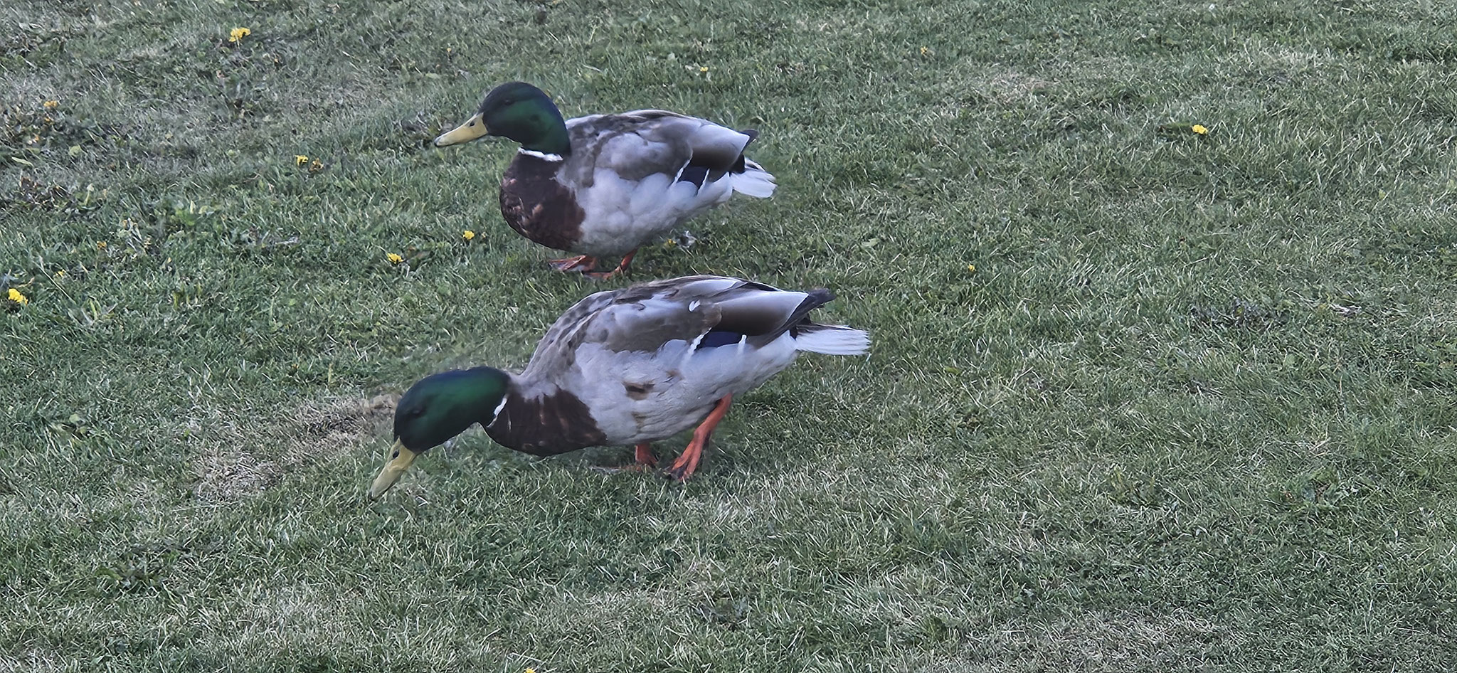 Unsere Follower sind auch wieder da
