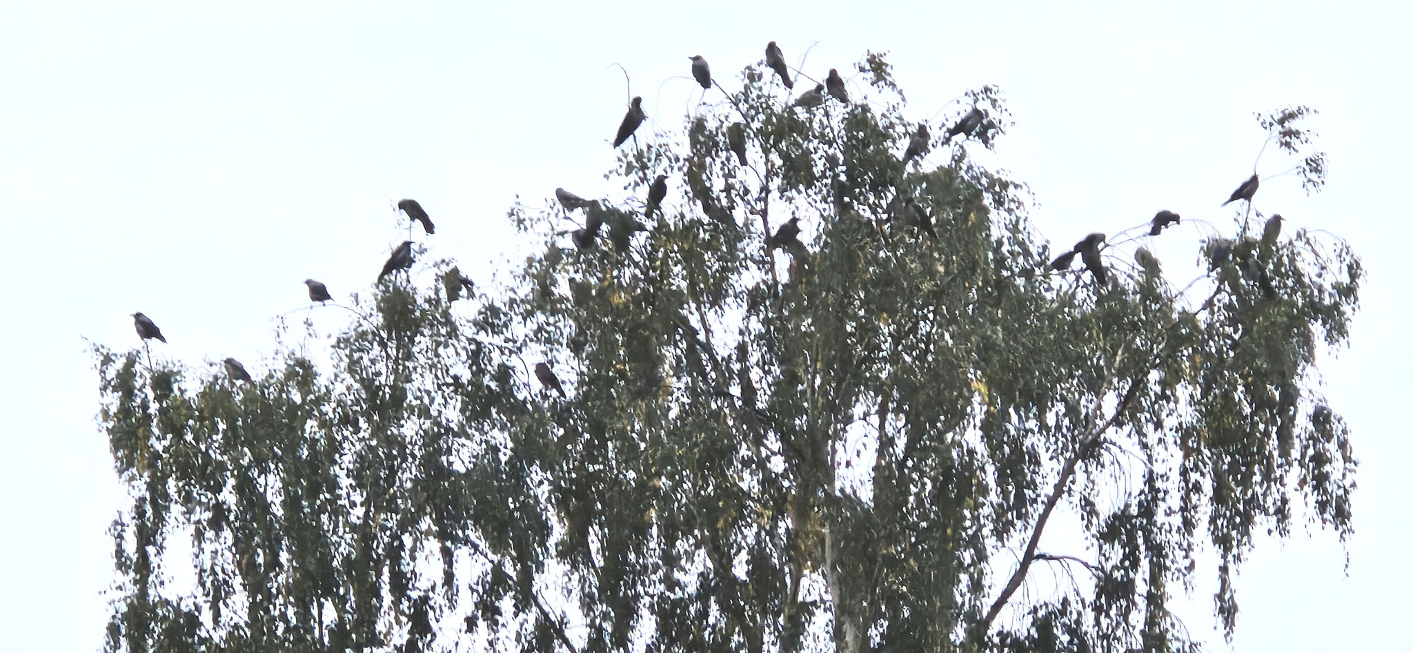 Ein riesiger Schwarm Nebelkrähen...