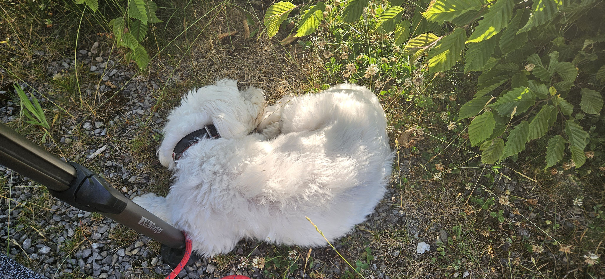 ...und Wilson geniesst sein kühles Schattenplätzchen...