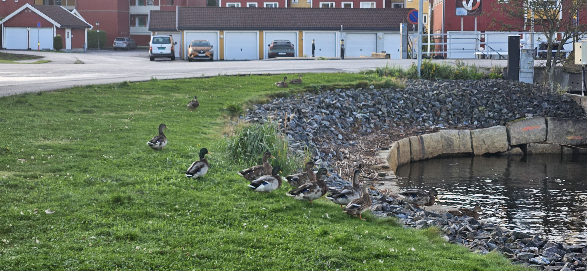 Eine grosse Entenschar ist auch schon unterwegs