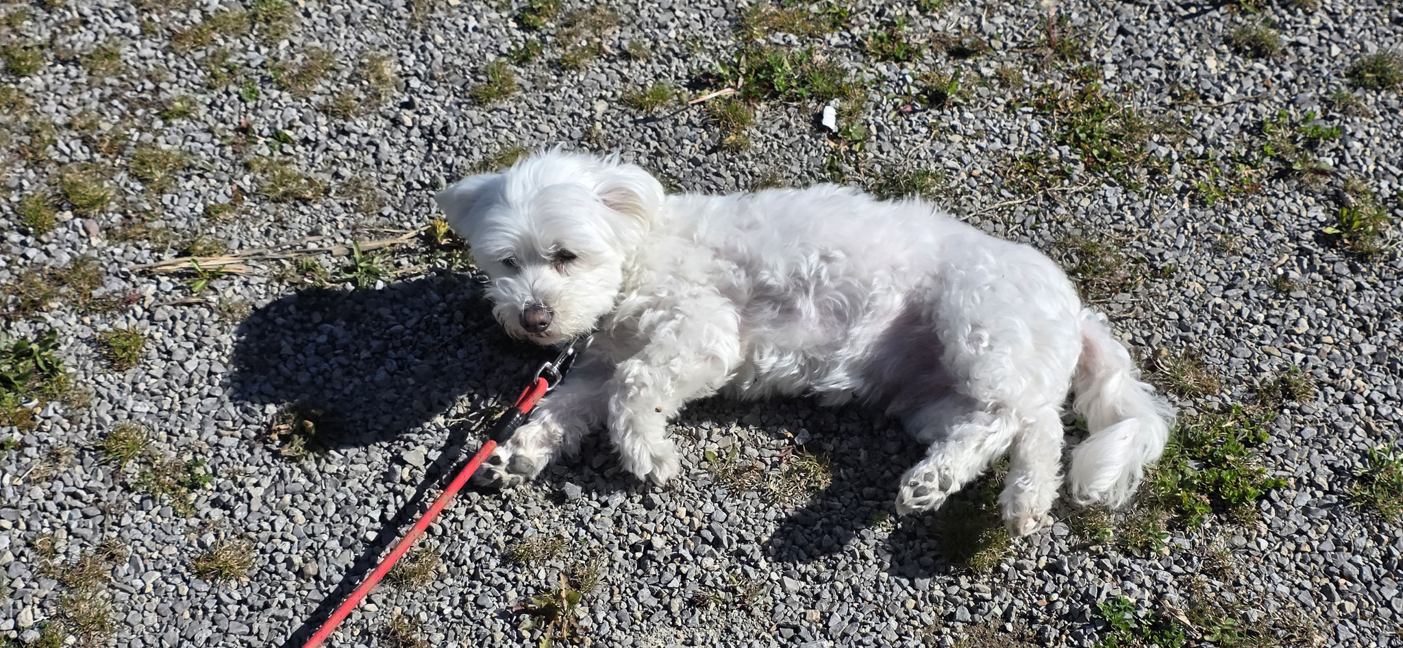Wilson lässt sich die Sonne auf den Pelz scheinen
