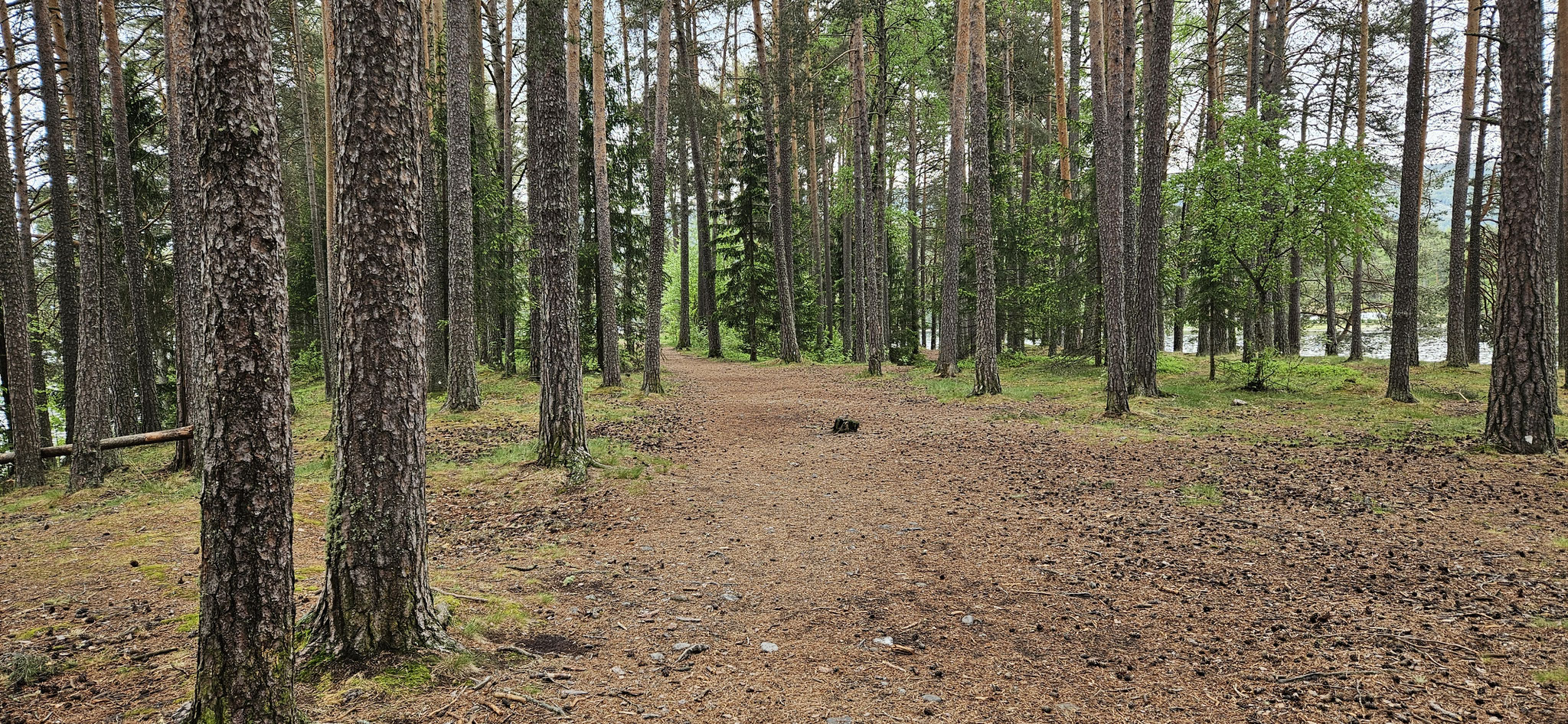 ...mit viel Wald und noch mehr Mücken