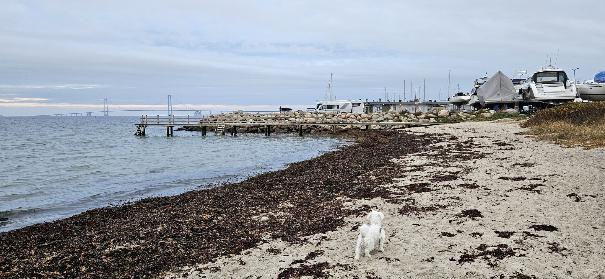 Wilson geniesst es nochmal, durch den Sand zu toben