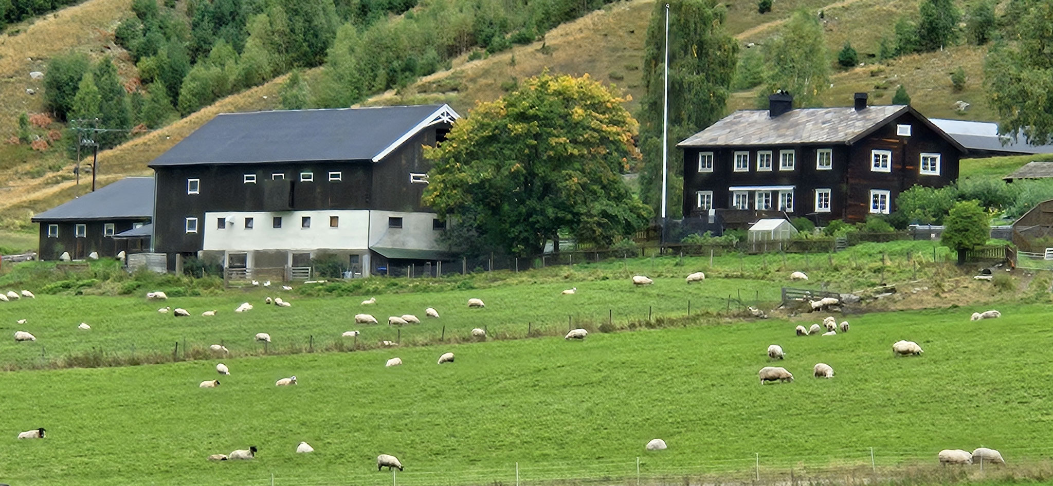So viele Schafe überall - und alle wirklich schön weiss