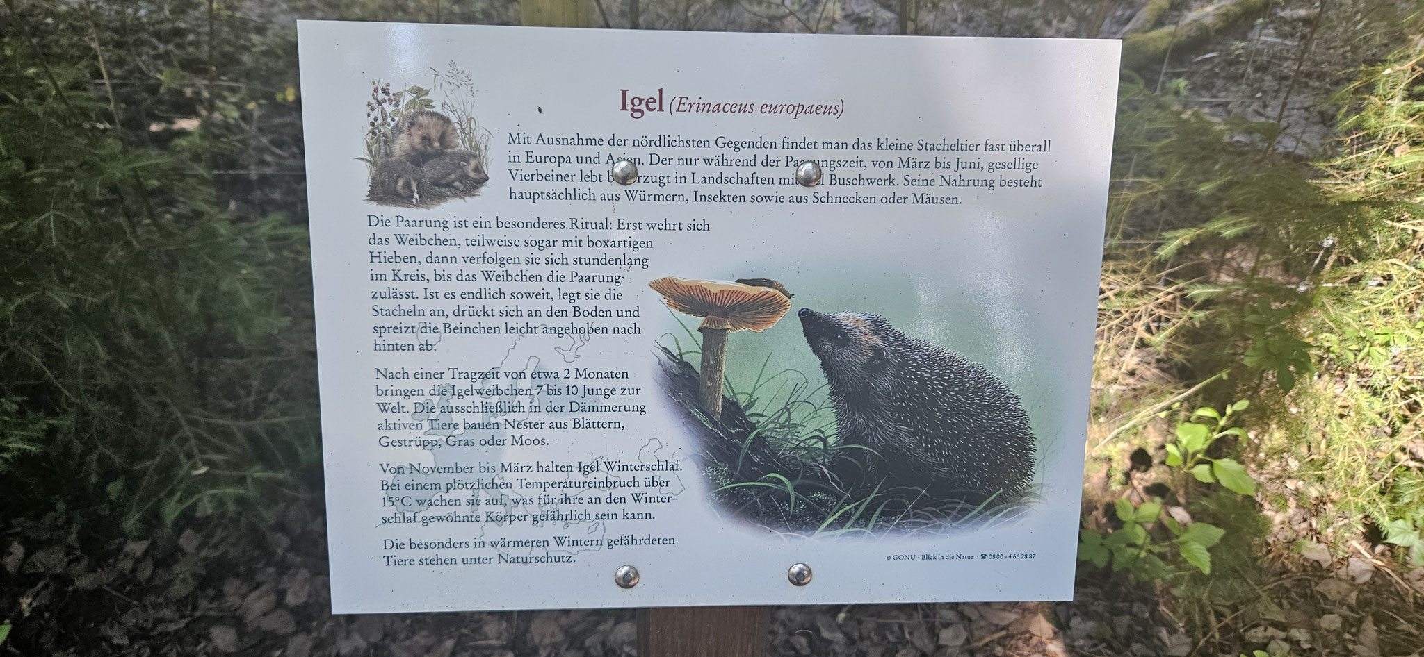 ...und Igel...