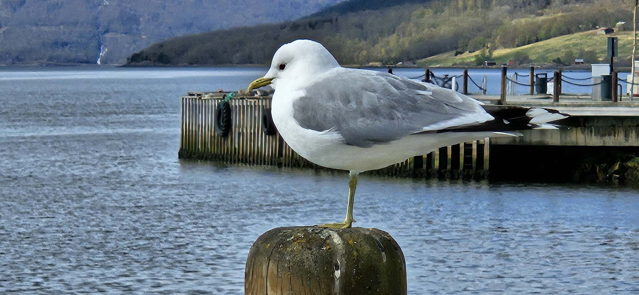 Einbein-Möwe, Dreizehen-Möwe, ... wir haben keine Ahnung