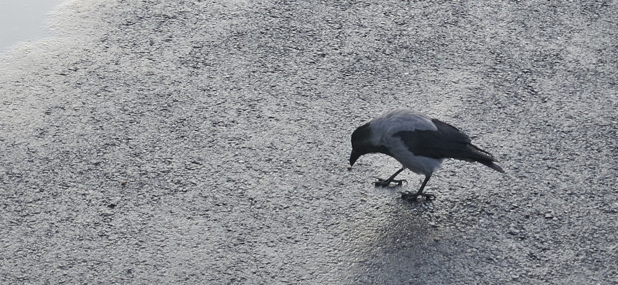 Beim Frühstück - die Nebelkrähe vor dem Fenster