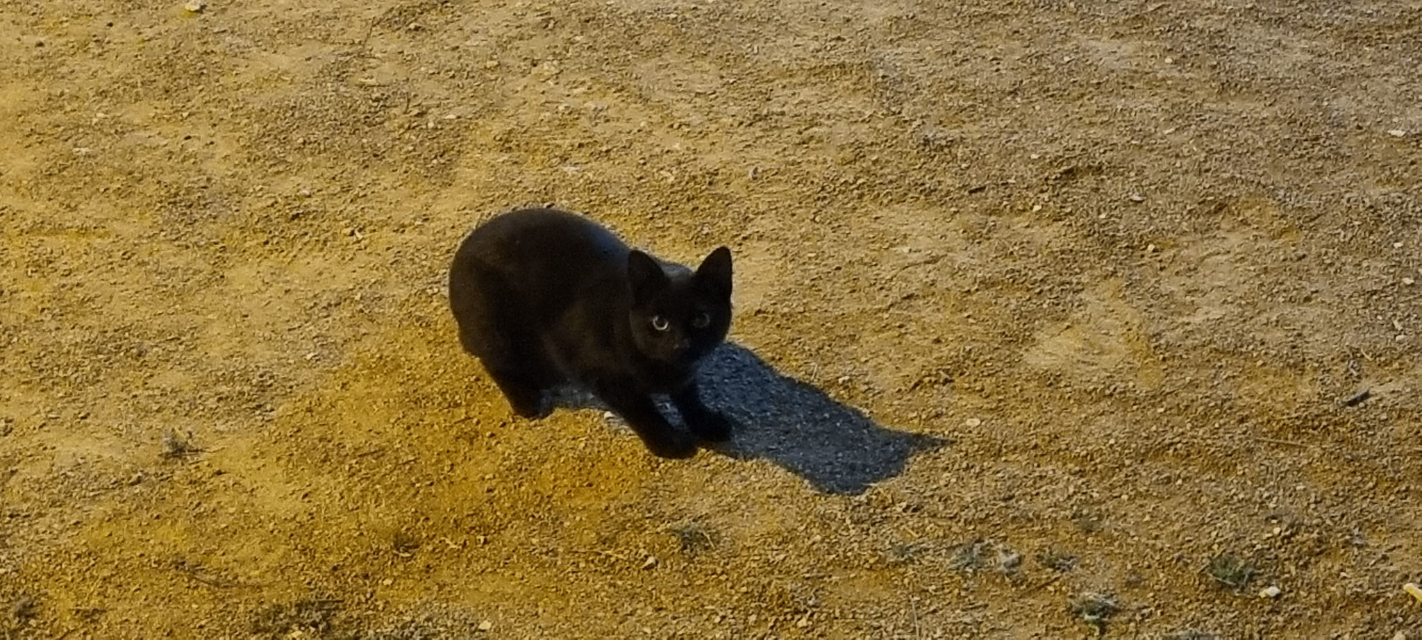 Nachbar-/Stellplatzkatze Nr. 1 sagt auch gute Nacht