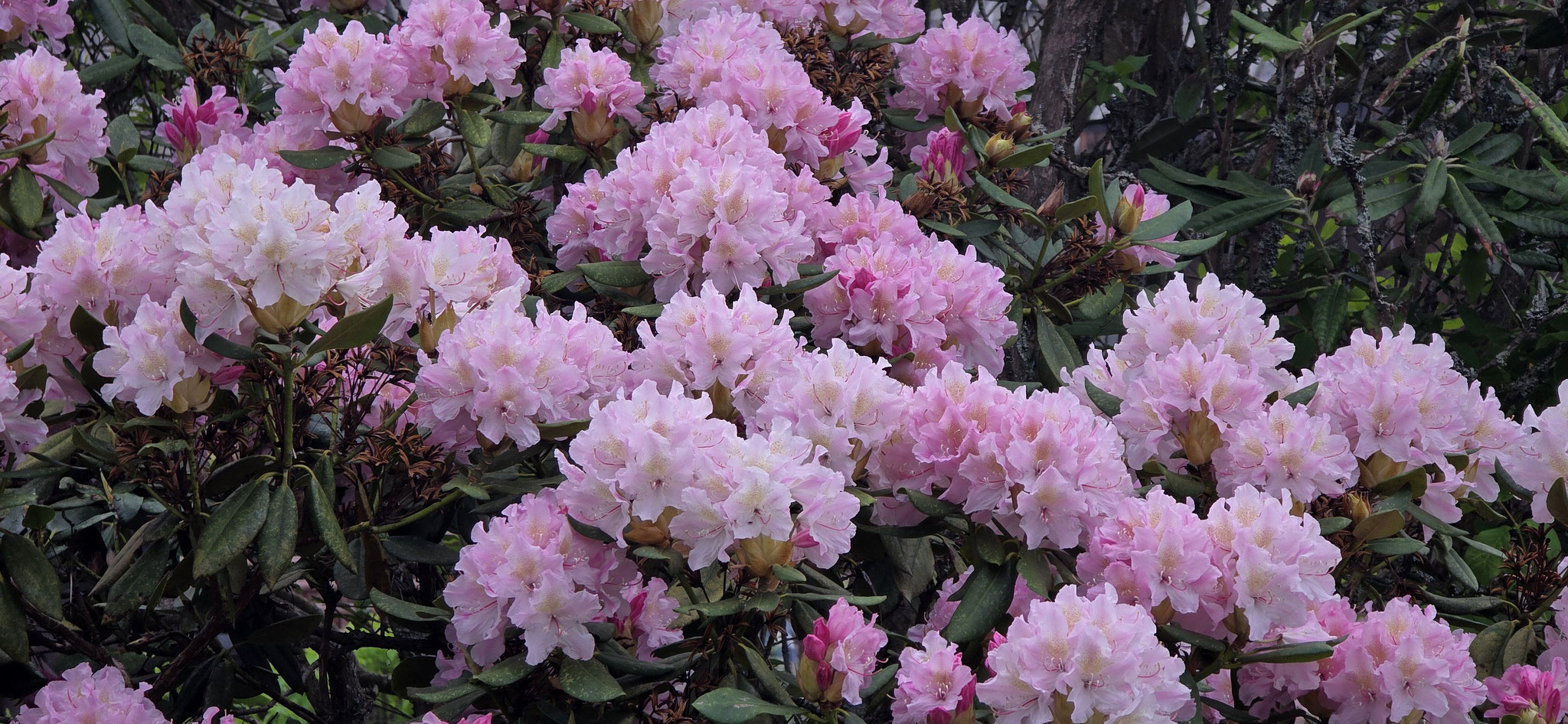 Ein paar Blumen im botanischen...