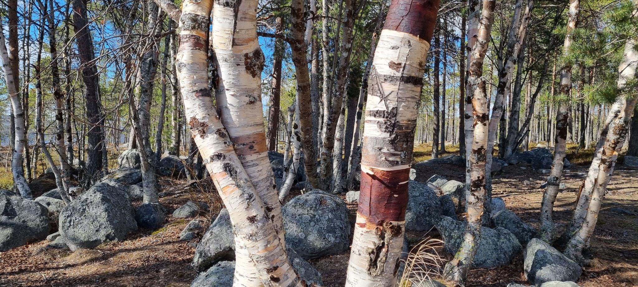 Birkenwälder in Norwegen