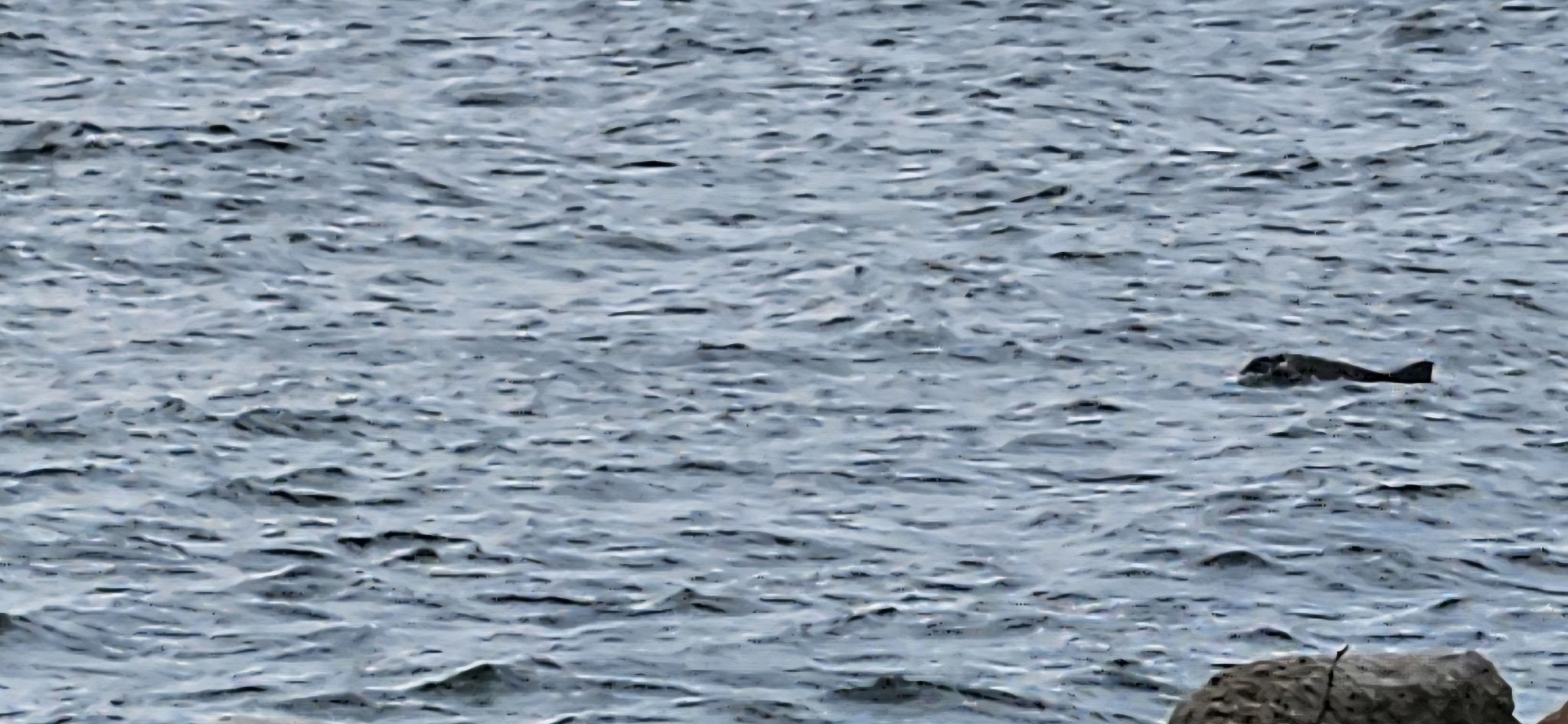 Fast keine Chance sie zu fotografieren aber sie sind da!