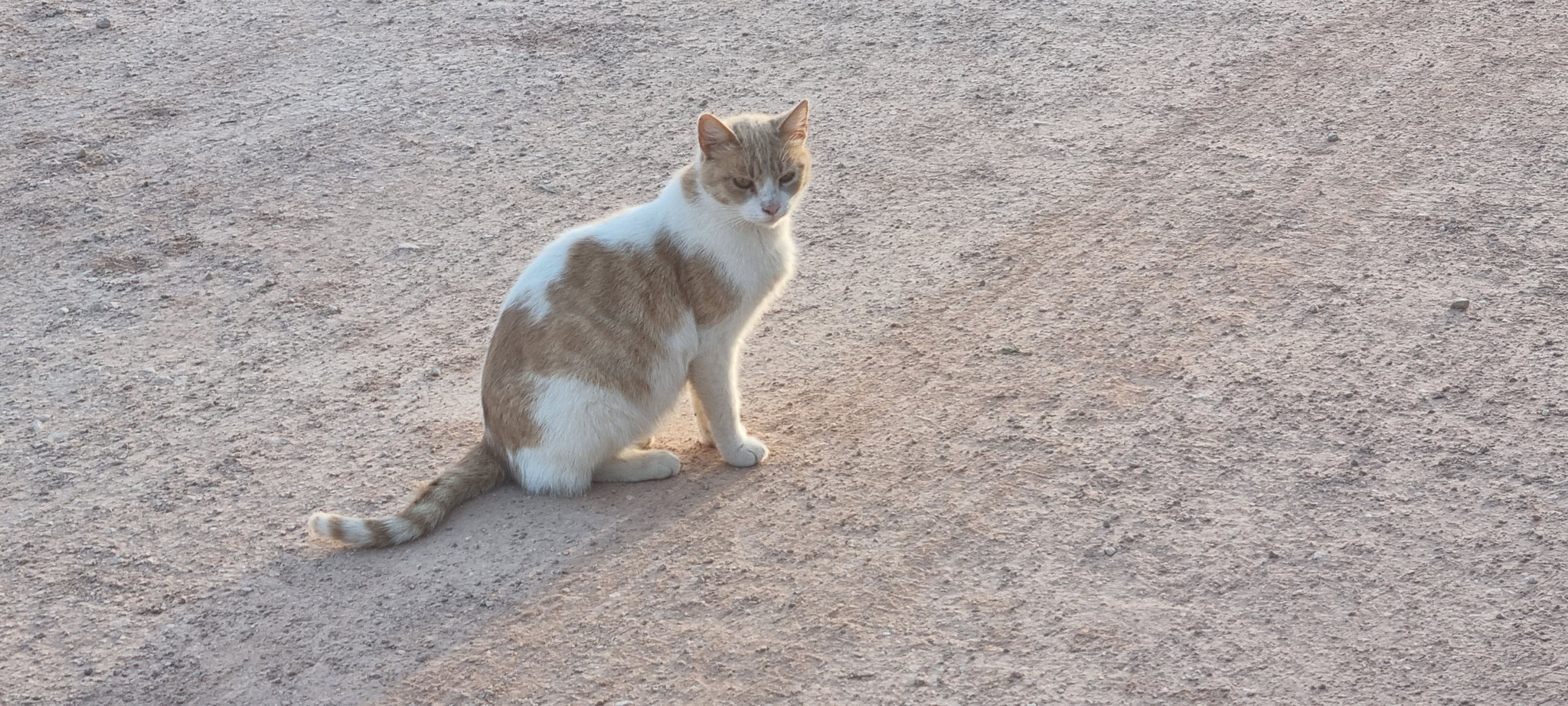 Stellplatzkatze Nr. 2 - sie wollte mit uns kommen