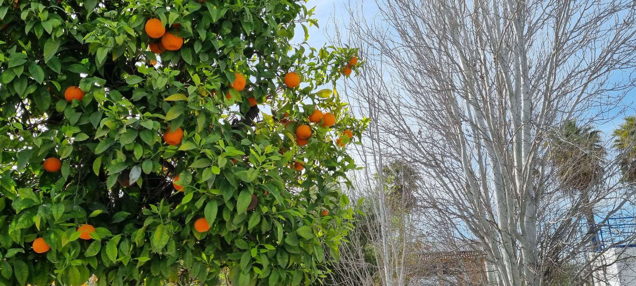 Orangen gefunden!