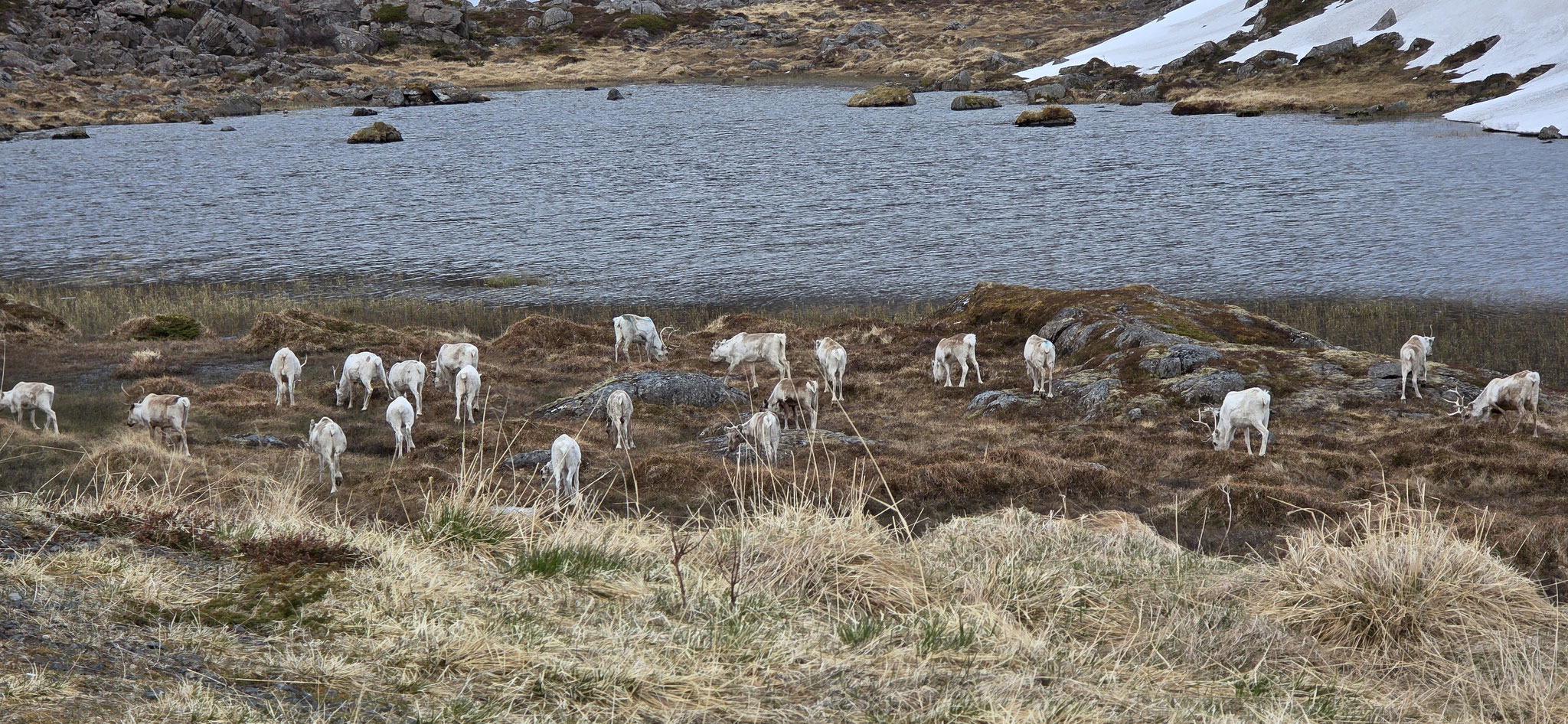 ...hier oben am Nordkapp