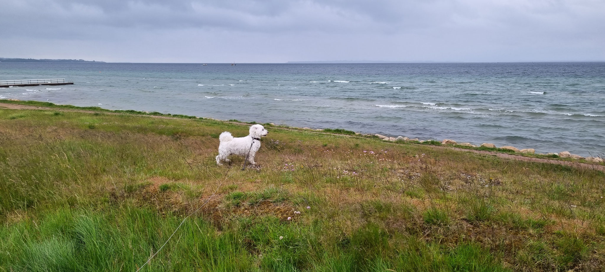 Unser kleiner weisser Windhund