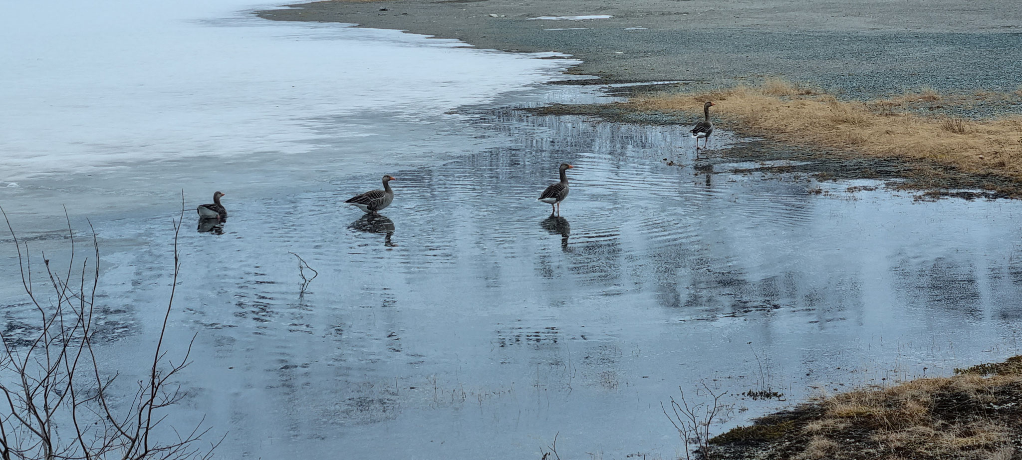 Viele Gänse in Norwegen