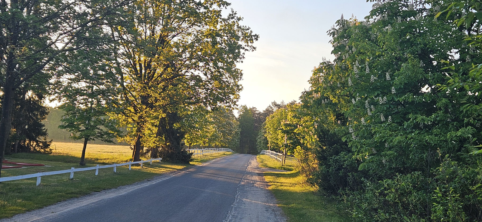 Morgenspaziergang in der sonnigen Allee