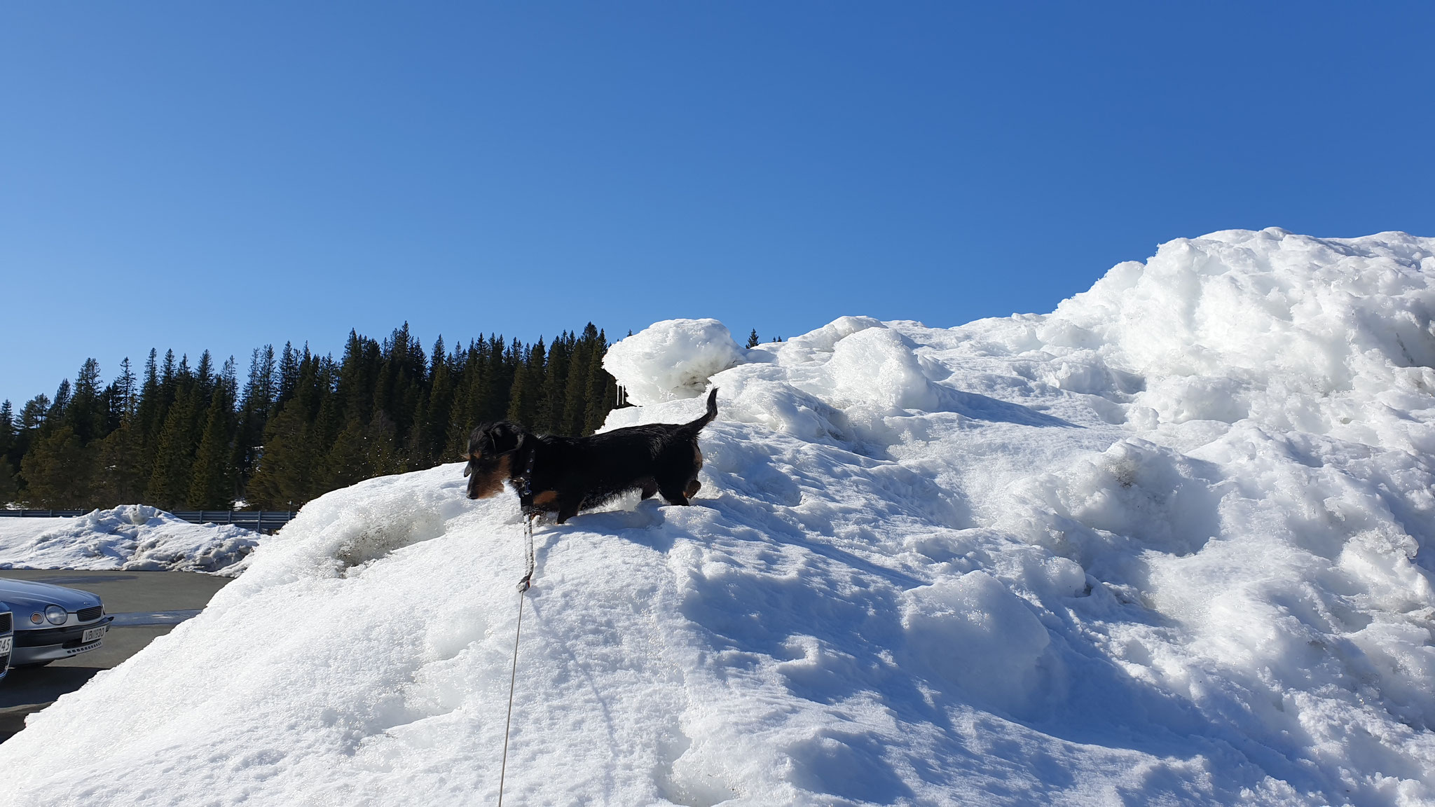 Olly geniesst den Schnee